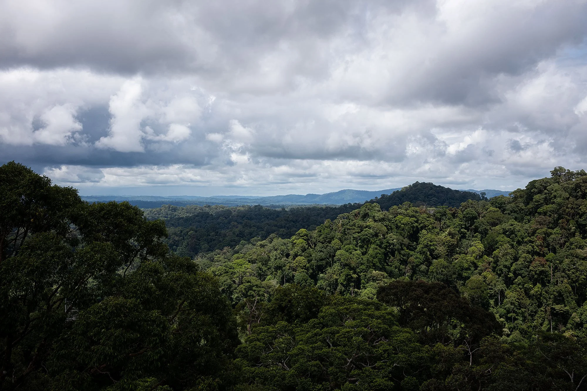 Canopy walk. Ulu Temburong National Park, Brunei.