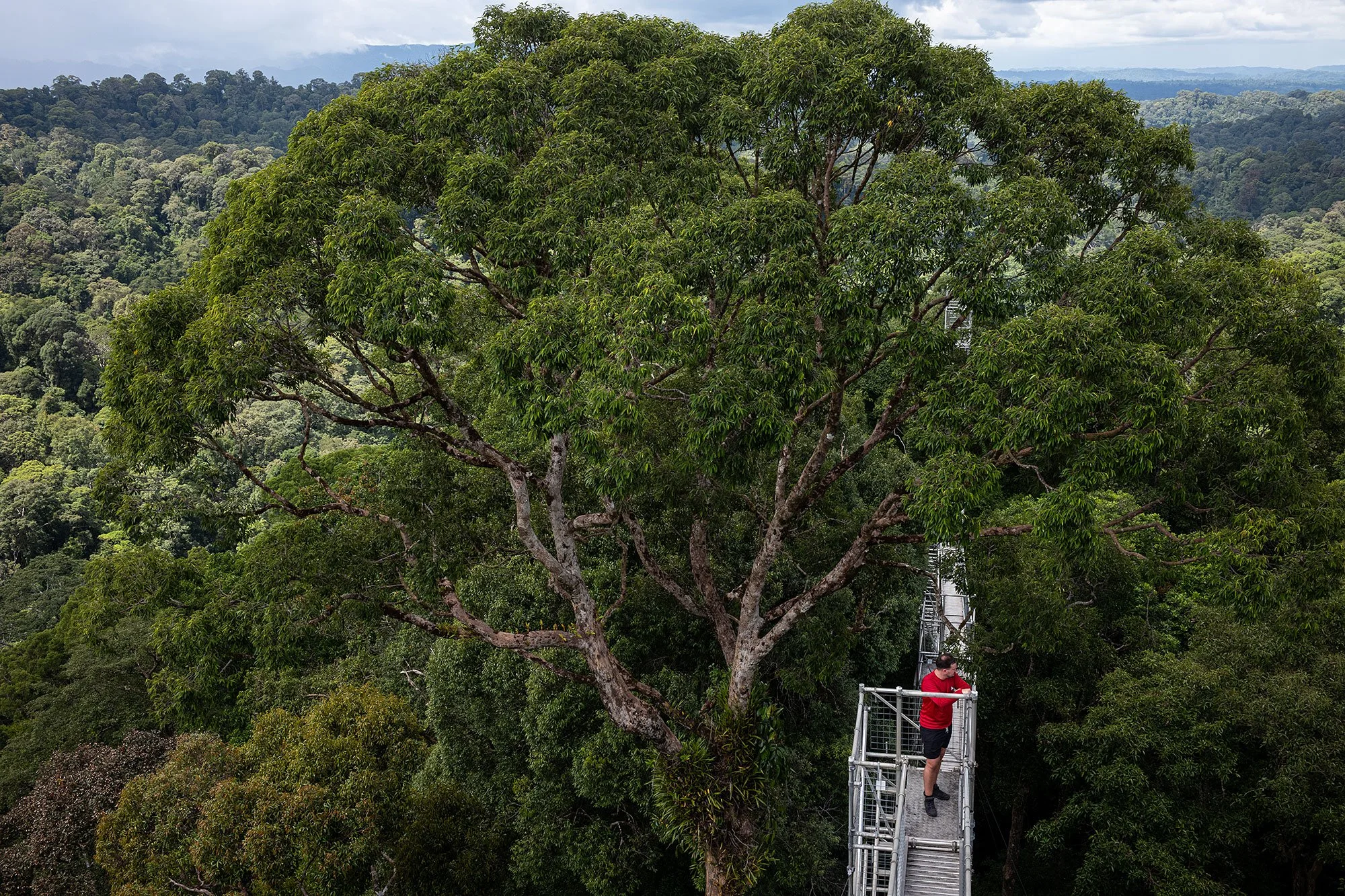 Canopy walk. Ulu Temburong National Park, Brunei.
