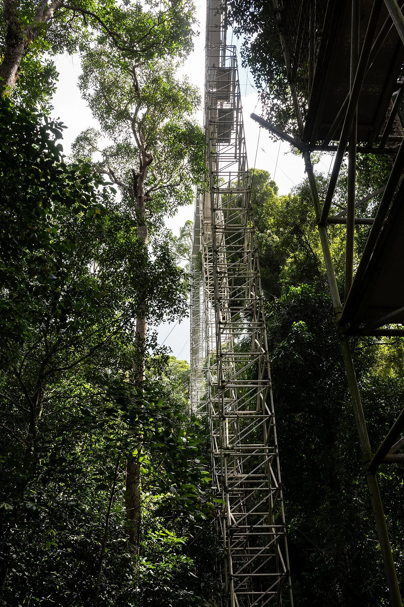 Canopy walk. Ulu Temburong National Park, Brunei.