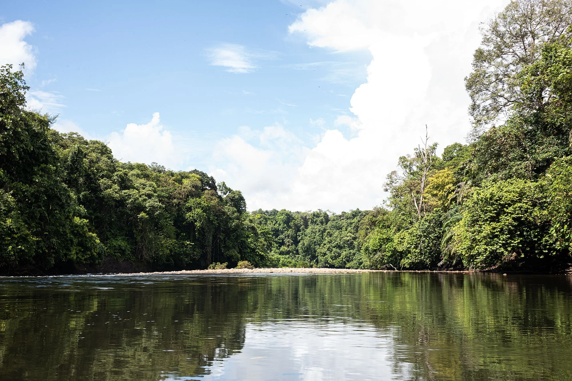Ulu Temburong National Park, Brunei.