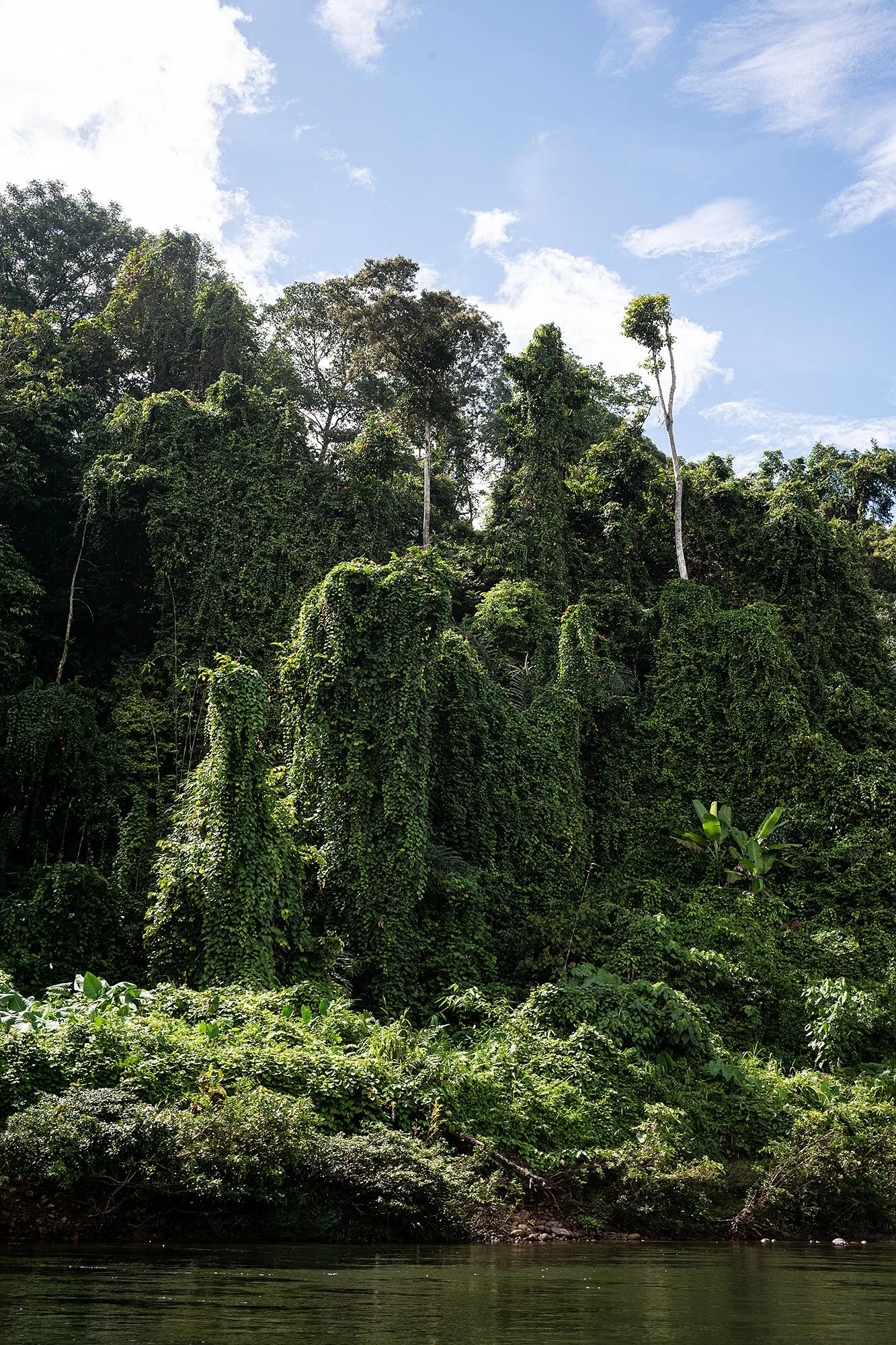 Ulu Temburong National Park, Brunei.