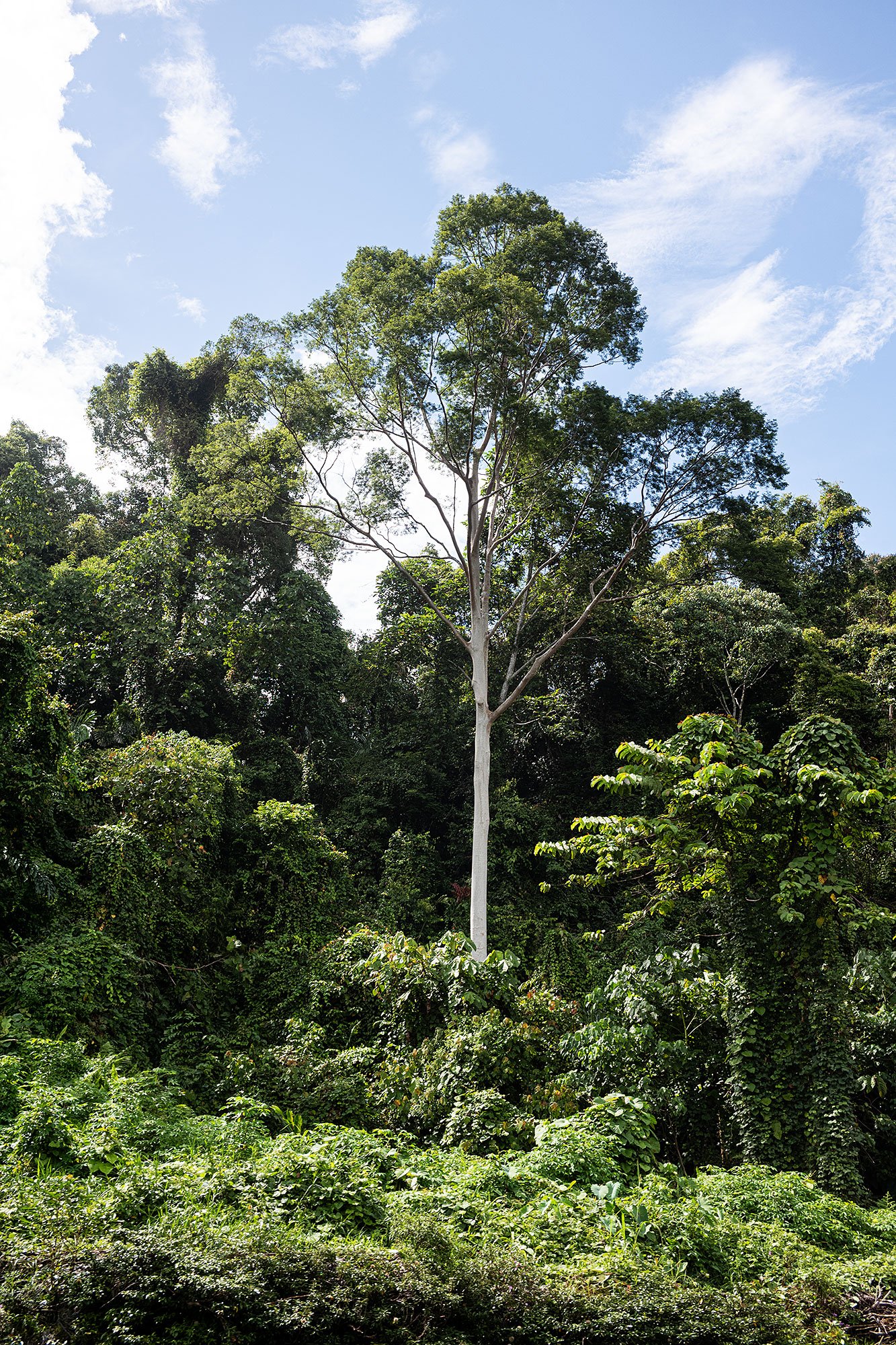 Ulu Temburong National Park, Brunei.