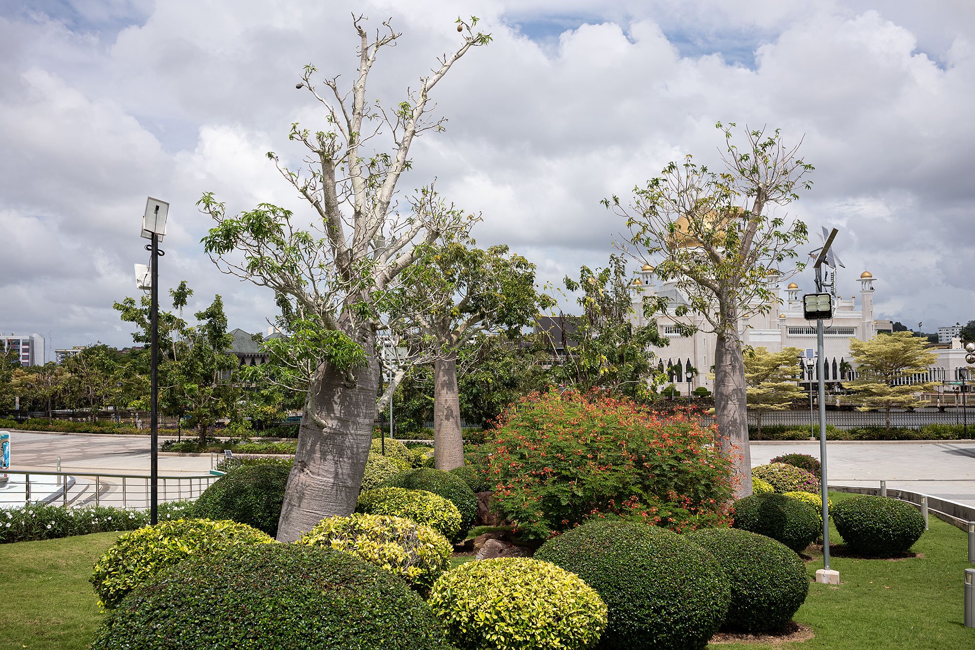 Boabab trees. Bandar Seri Begawan, Brunei.