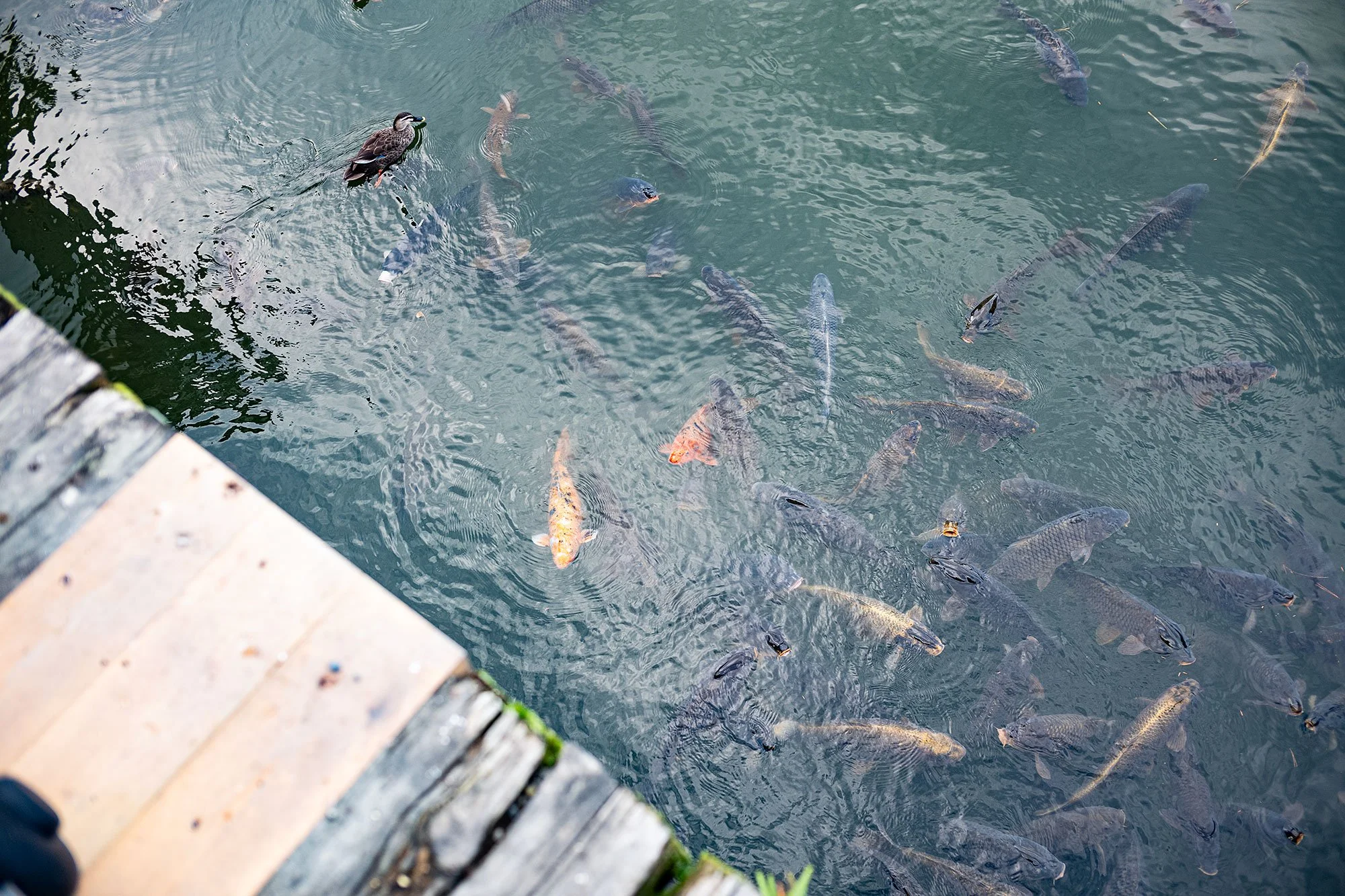 Nijo Castle in Kyoto, Japan