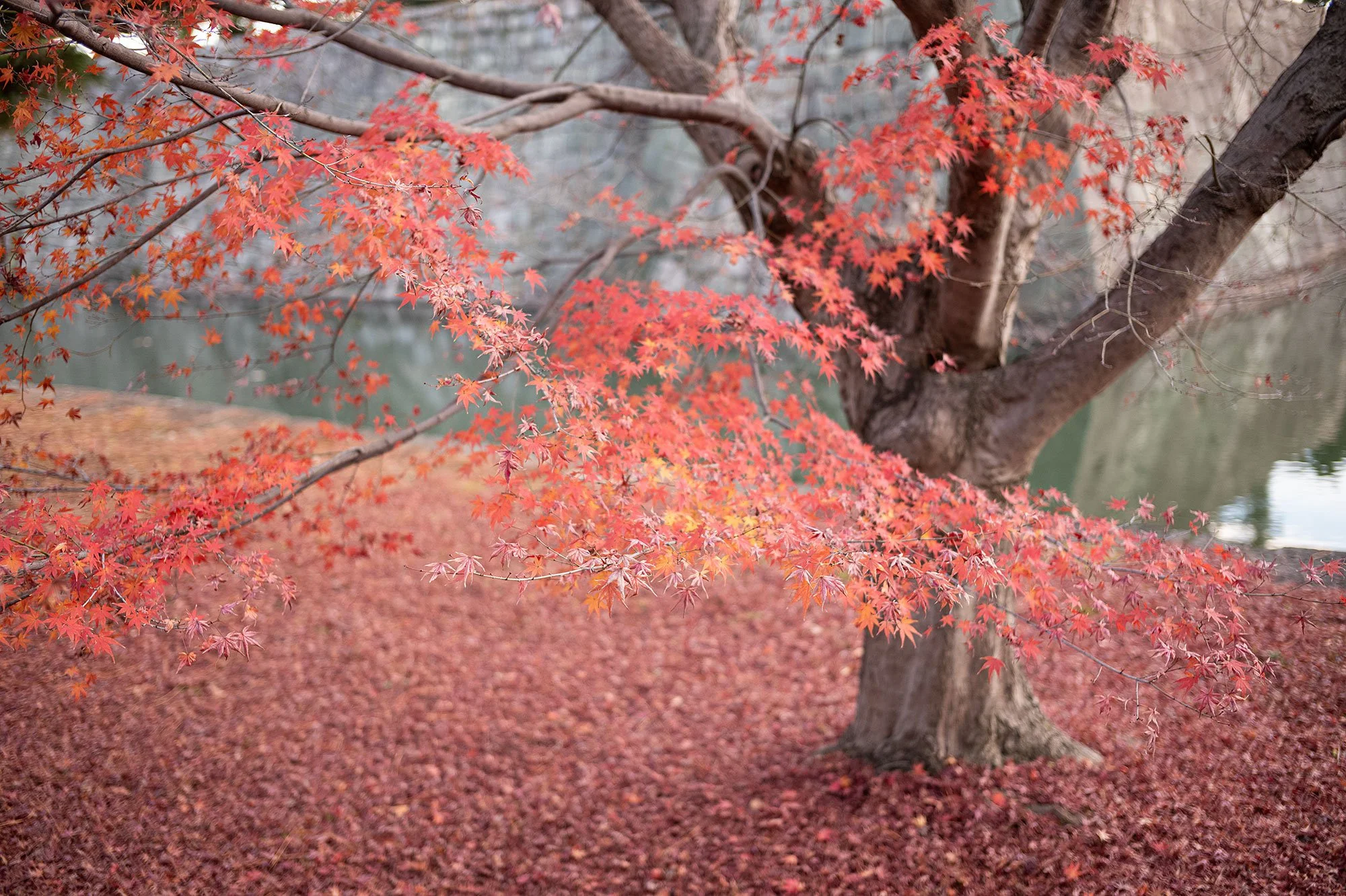 Nijo Castle in Kyoto, Japan