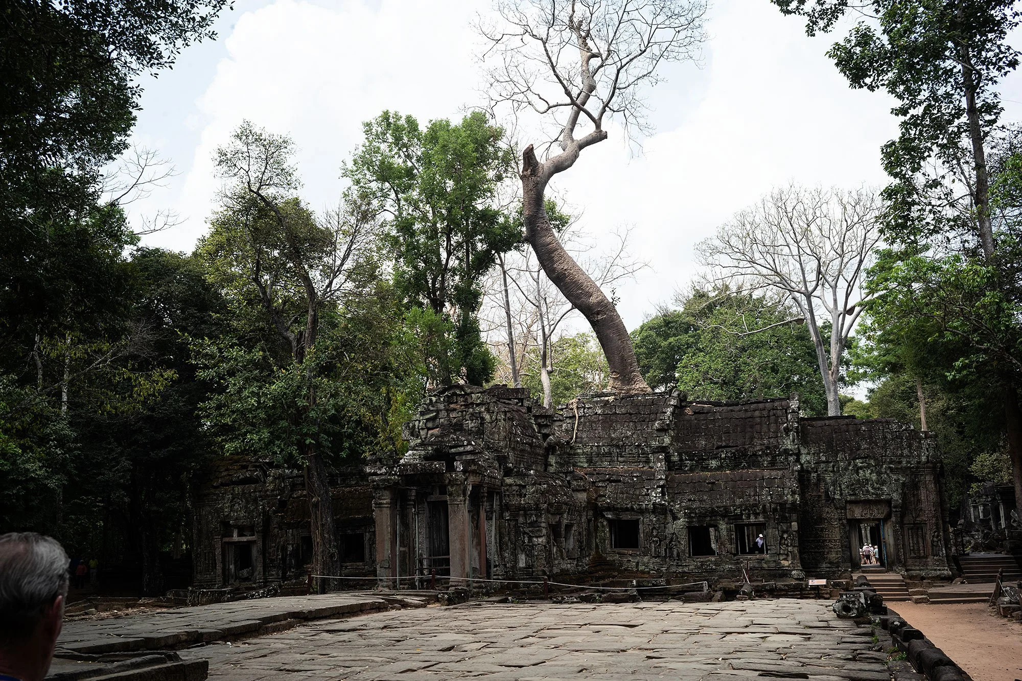 Ta Prohm. Angkor, Cambodia.