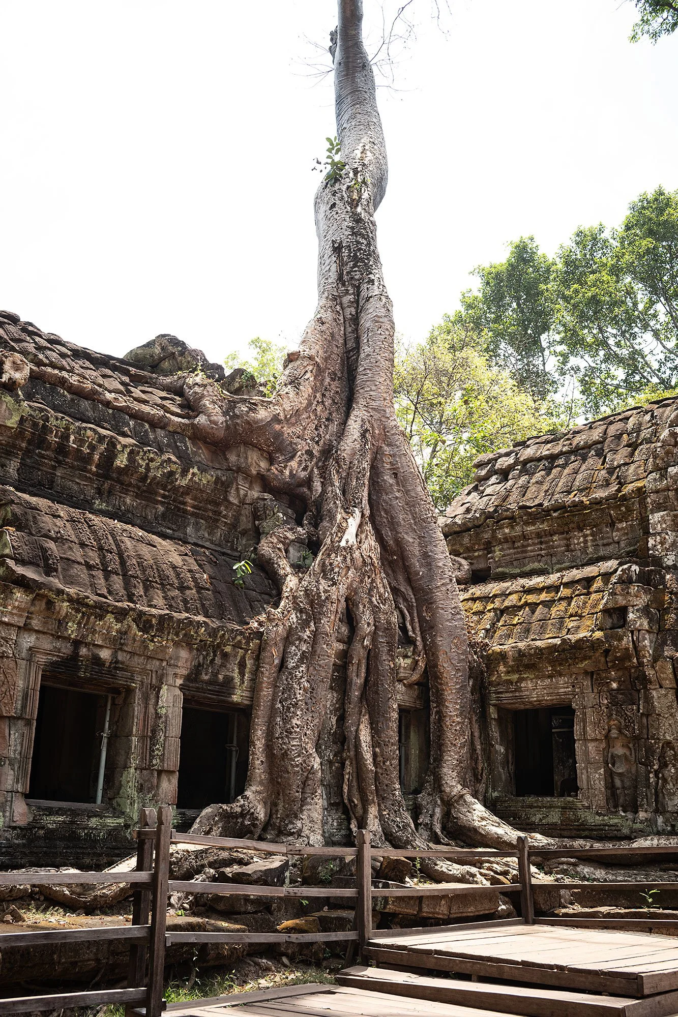 Ta Prohm. Angkor, Cambodia.