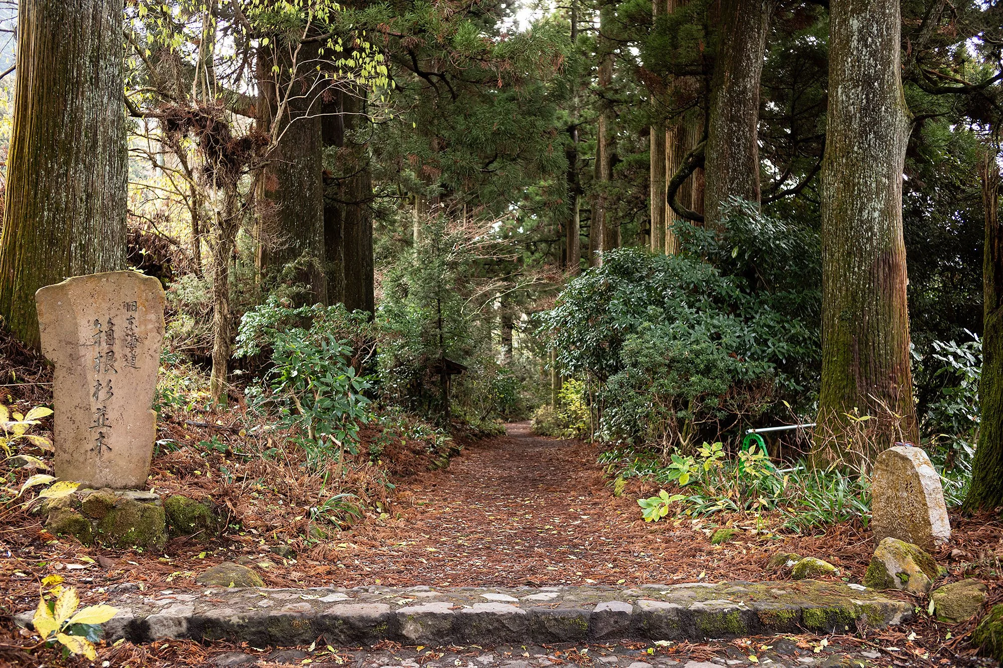 Old Tōkaidō Road Ancient Cedar Avenue. Hakone, Japan.