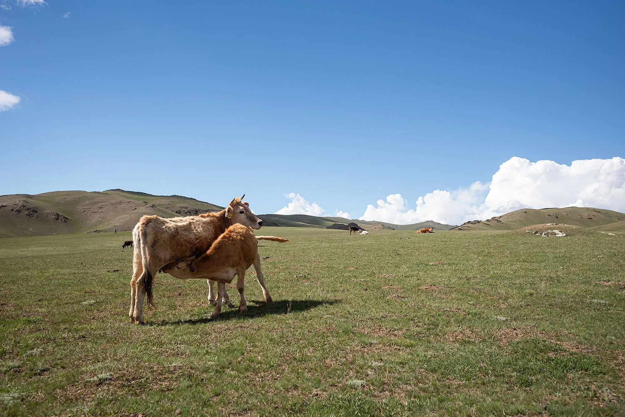 Song Kul, Kyrgyzstan.