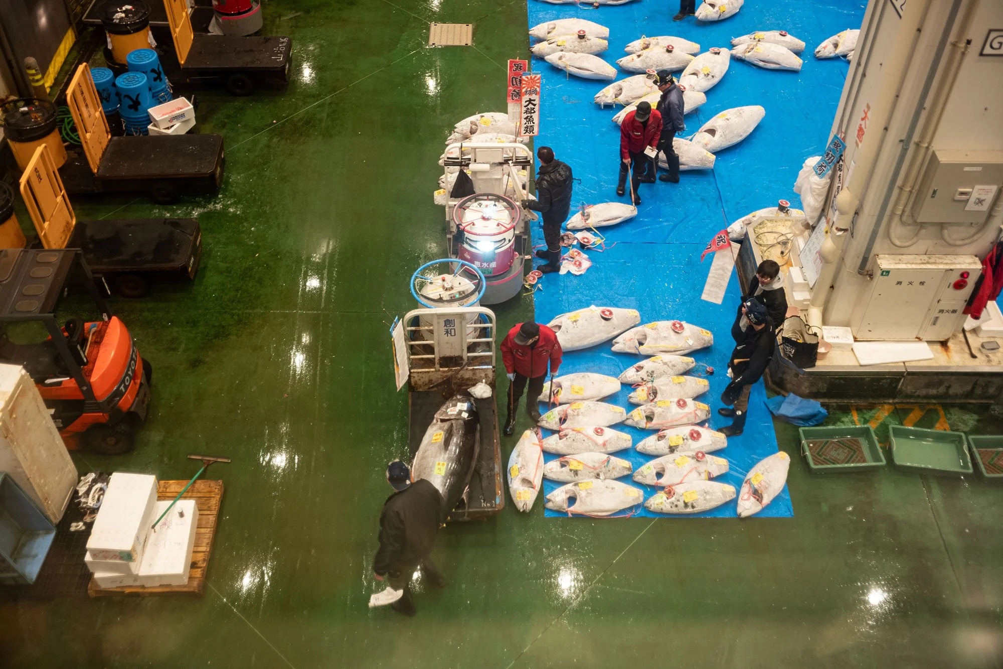 Toyosu fish market. Tokyo, Japan.