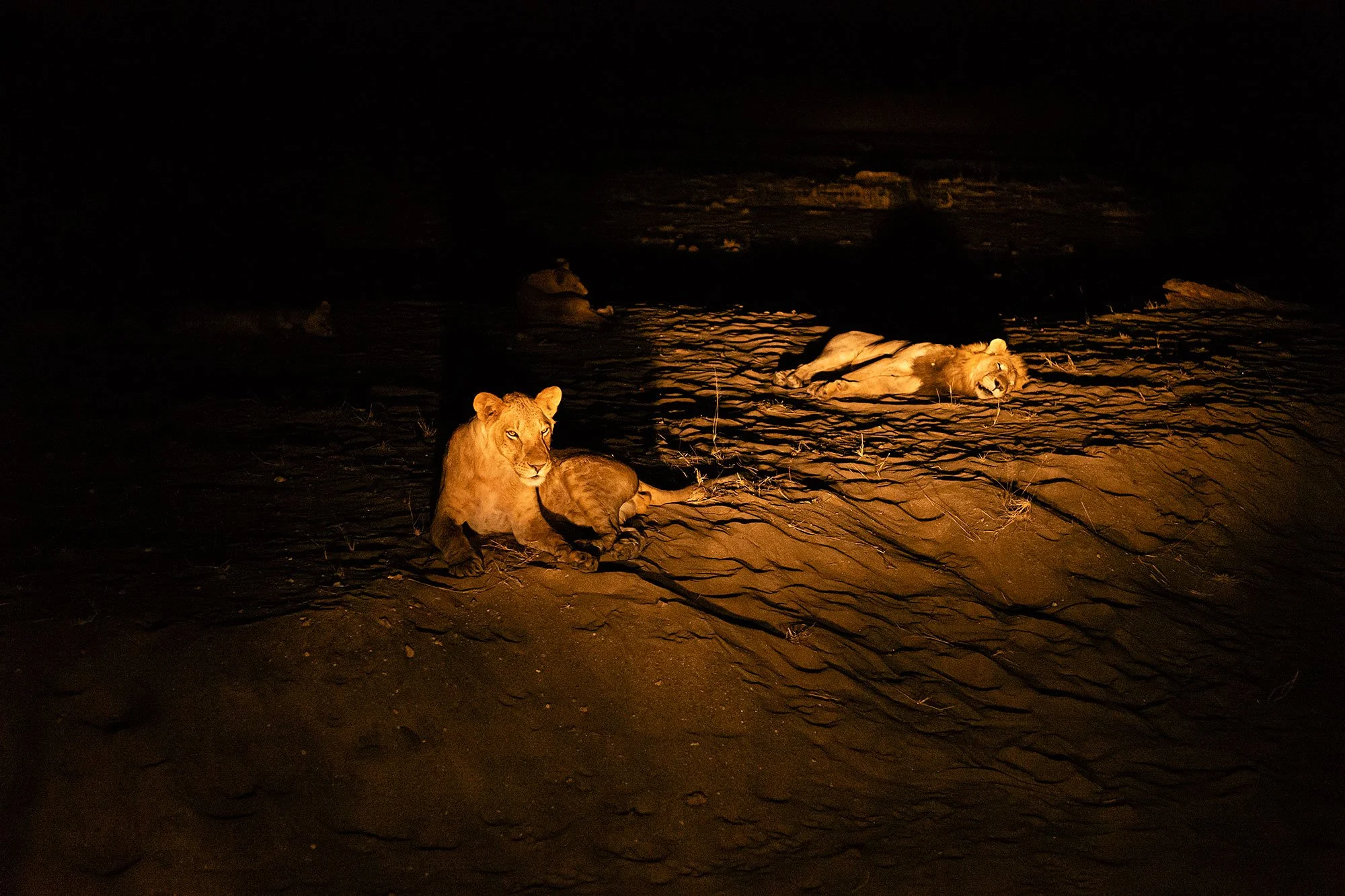 Lions. Mana Pools, Zimbabwe.