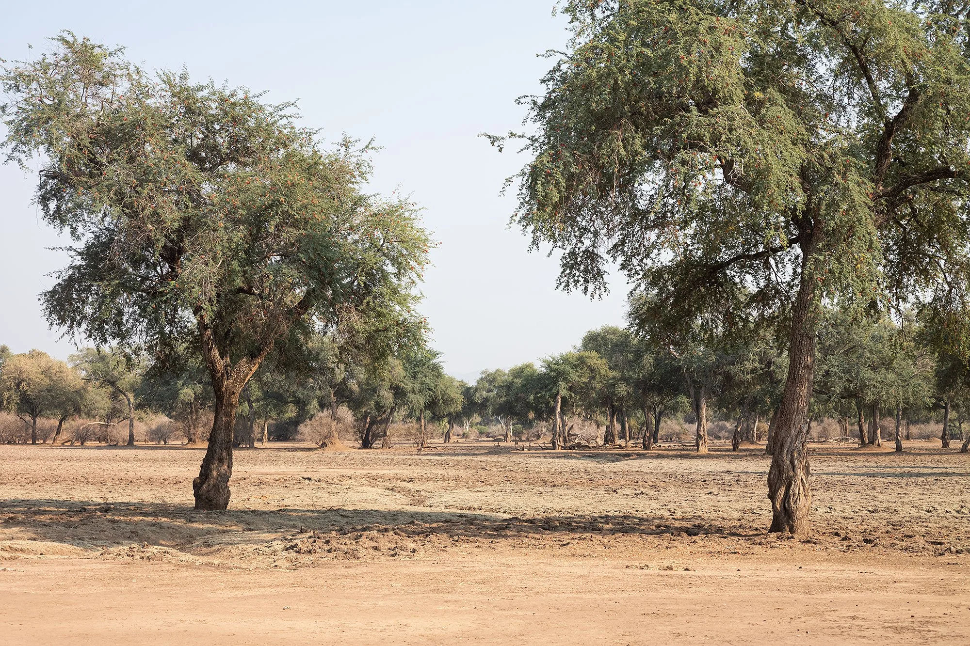 Mana Pools, Zimbabwe.