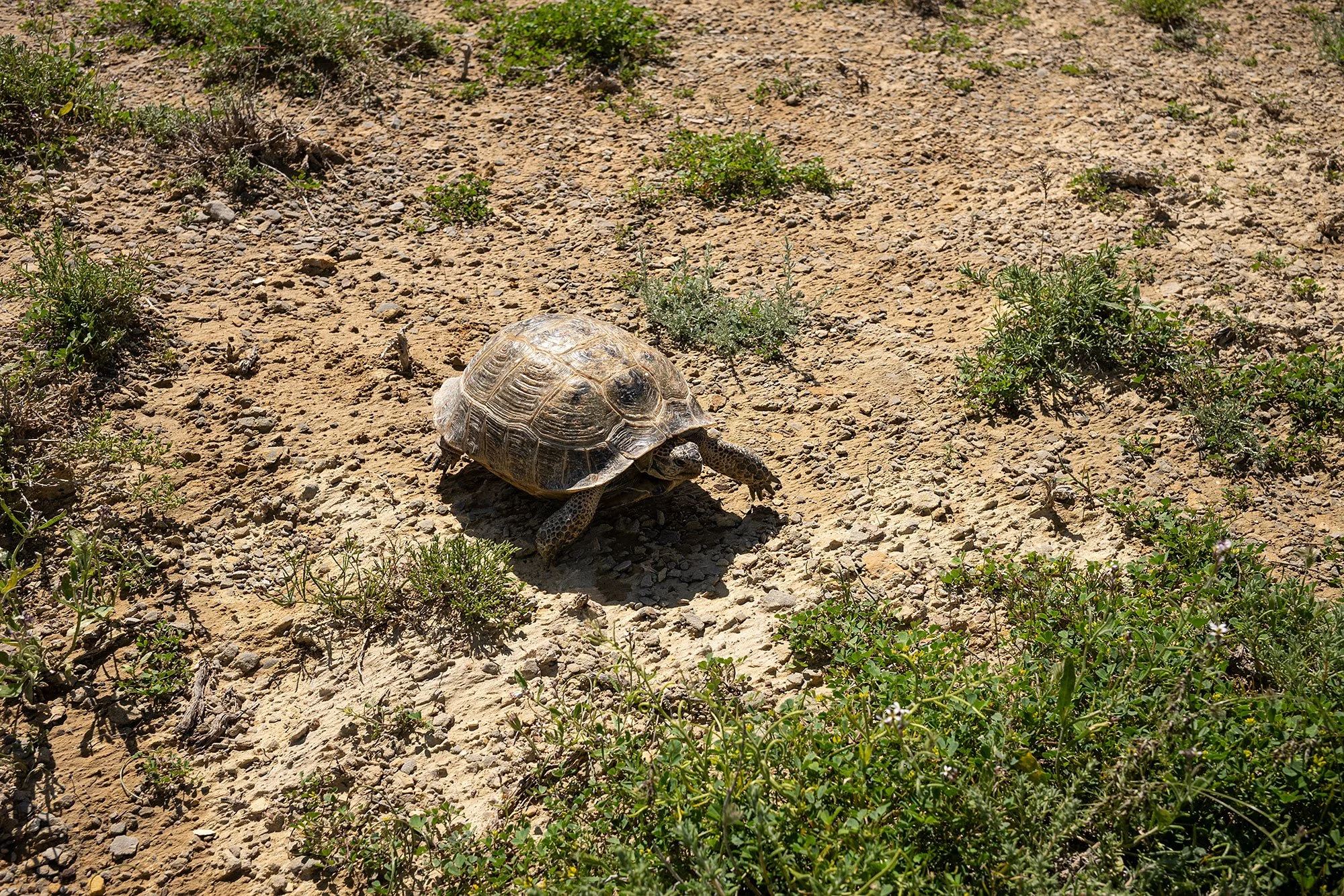Qazaq Sphinx. Mangystau, Kazakhstan.