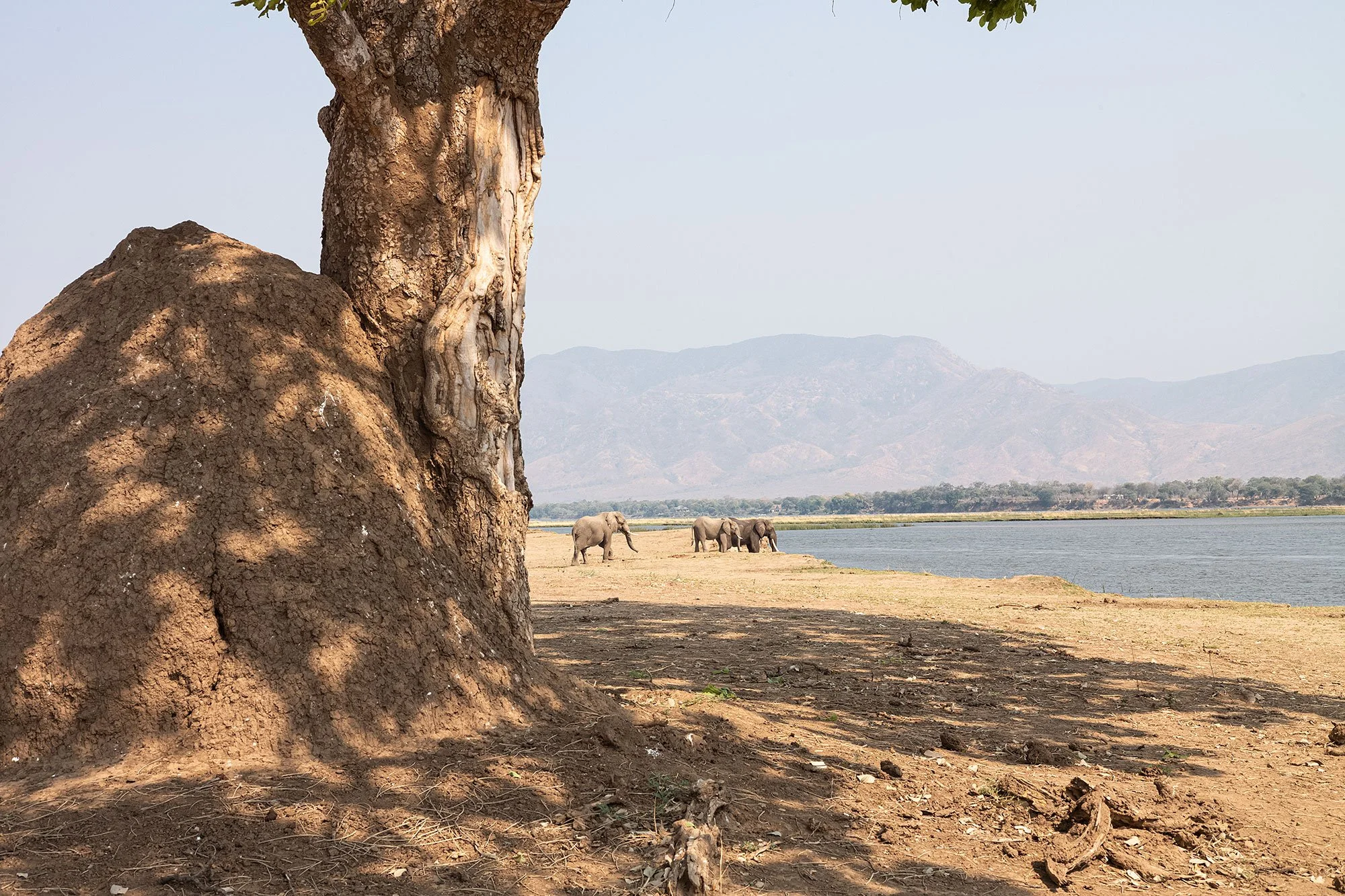 Elephants. Mana Pools, Zimbabwe.