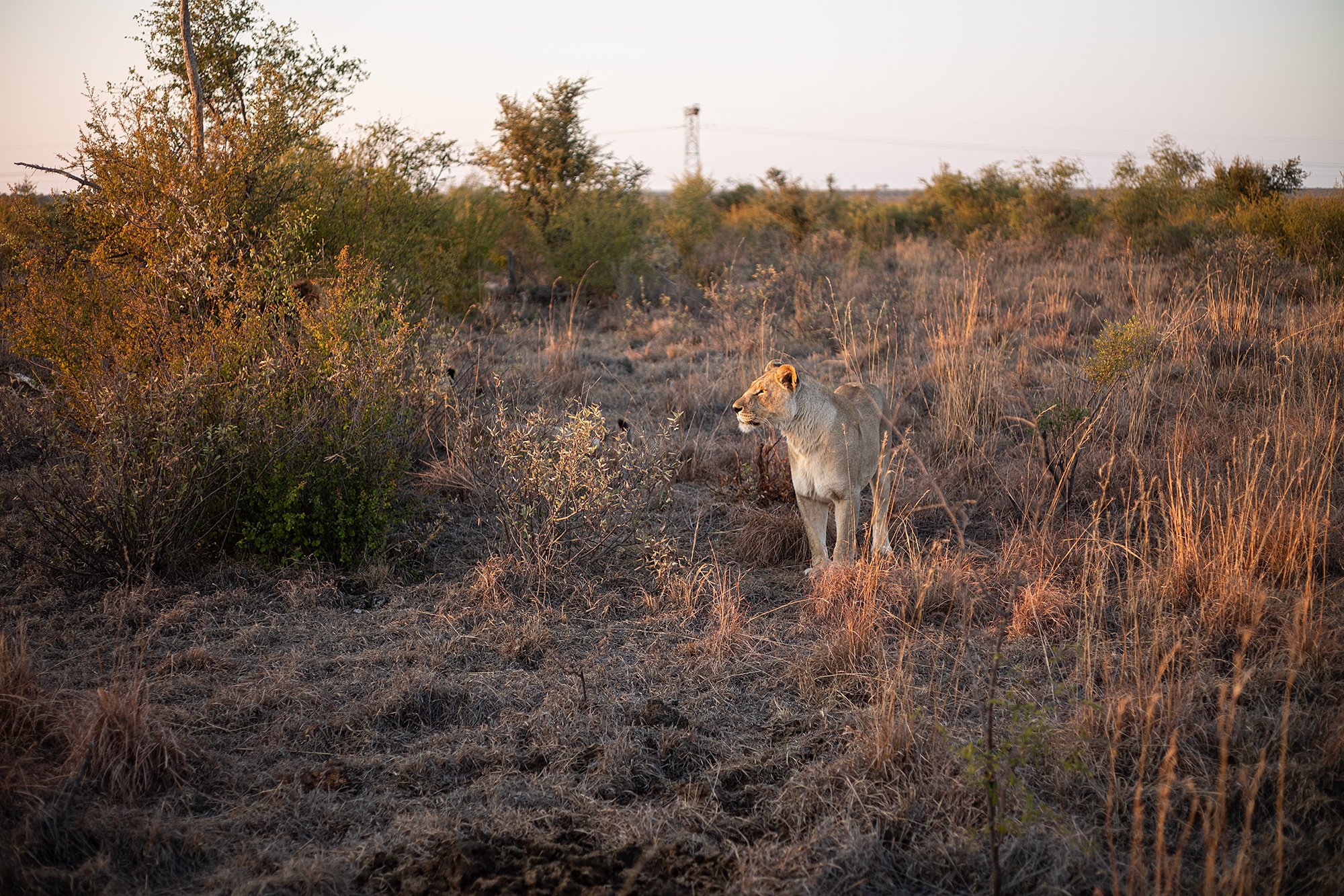 2024-06-23b1-madikwe-L1009930.jpg