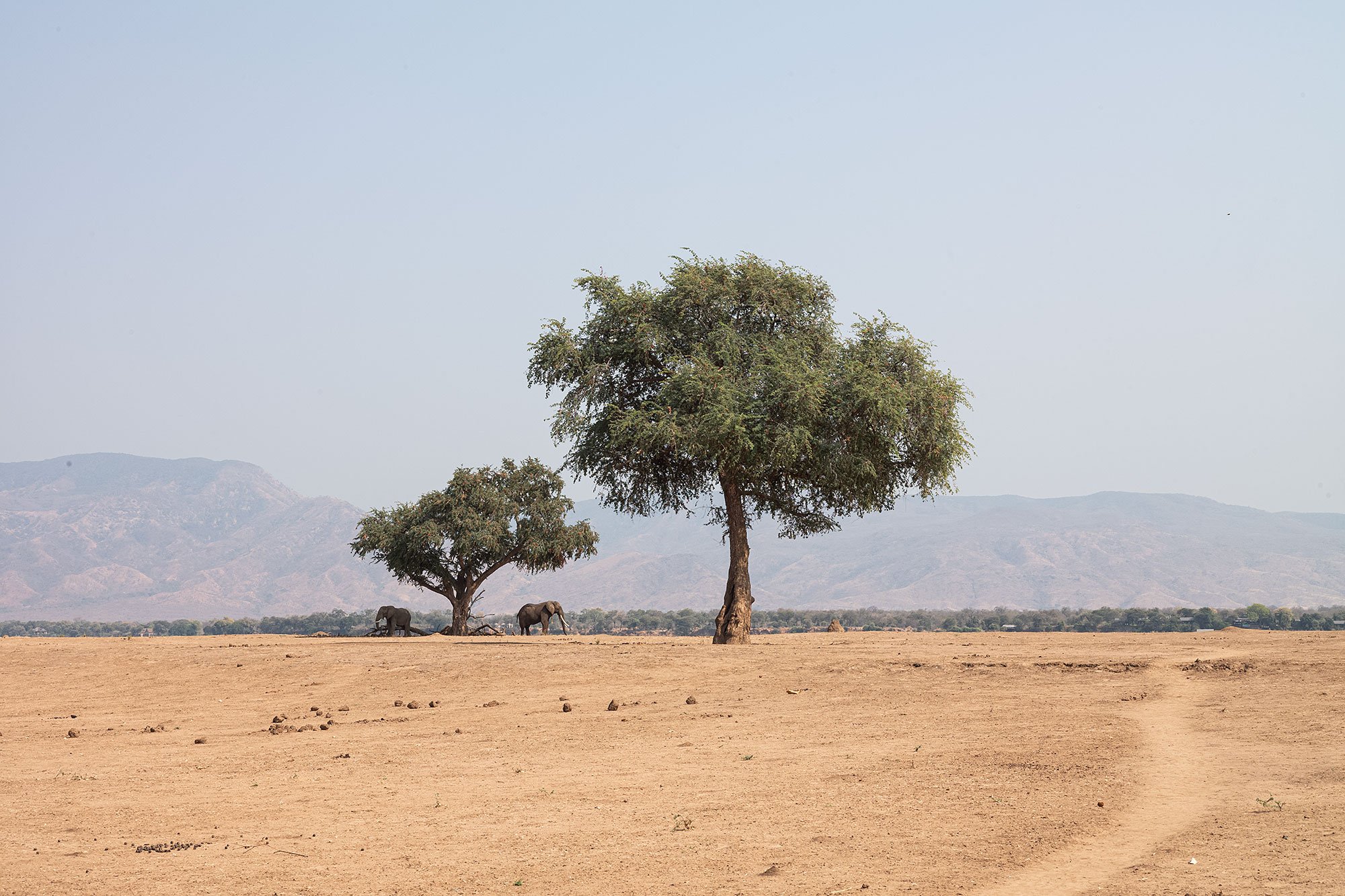 Elephants. Mana Pools, Zimbabwe.
