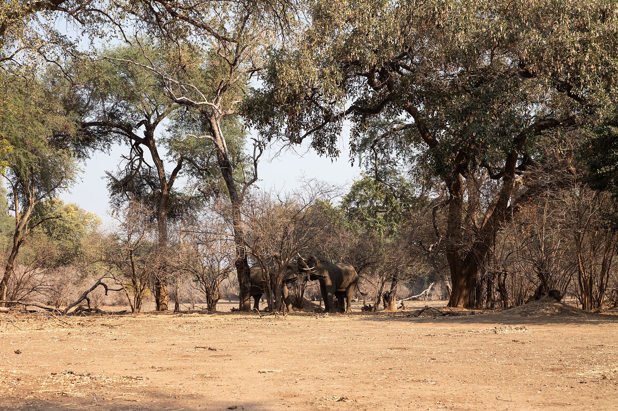 Mana Pools, Zimbabwe.