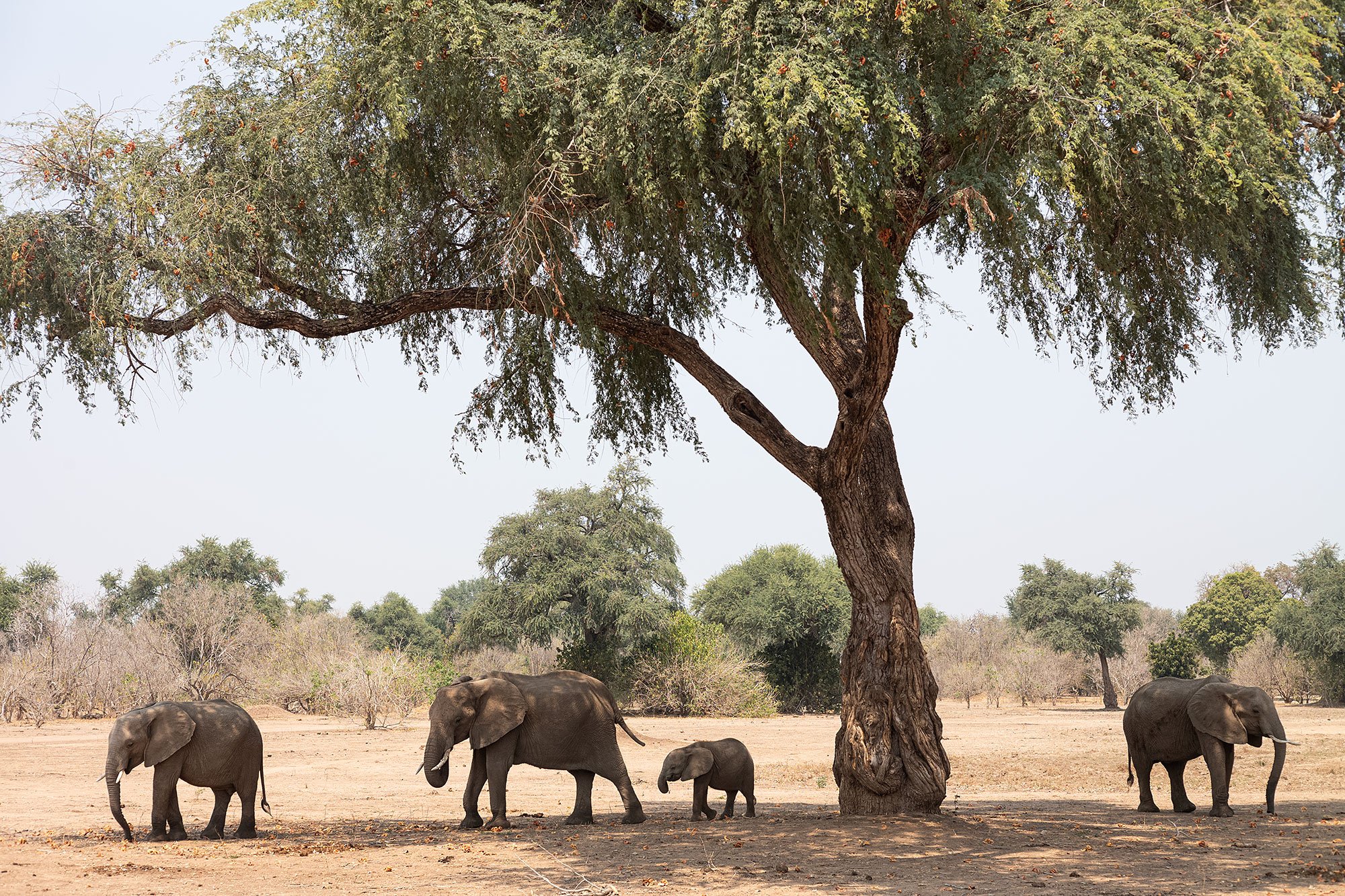 Elephants. Mana Pools, Zimbabwe.