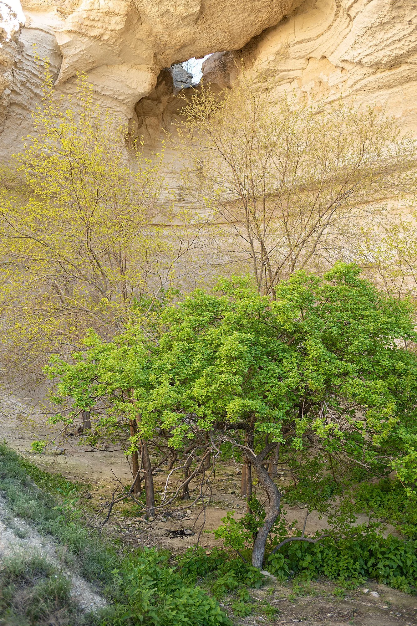 Kapamsay Canyon. Mangystau, Kazkhstan.