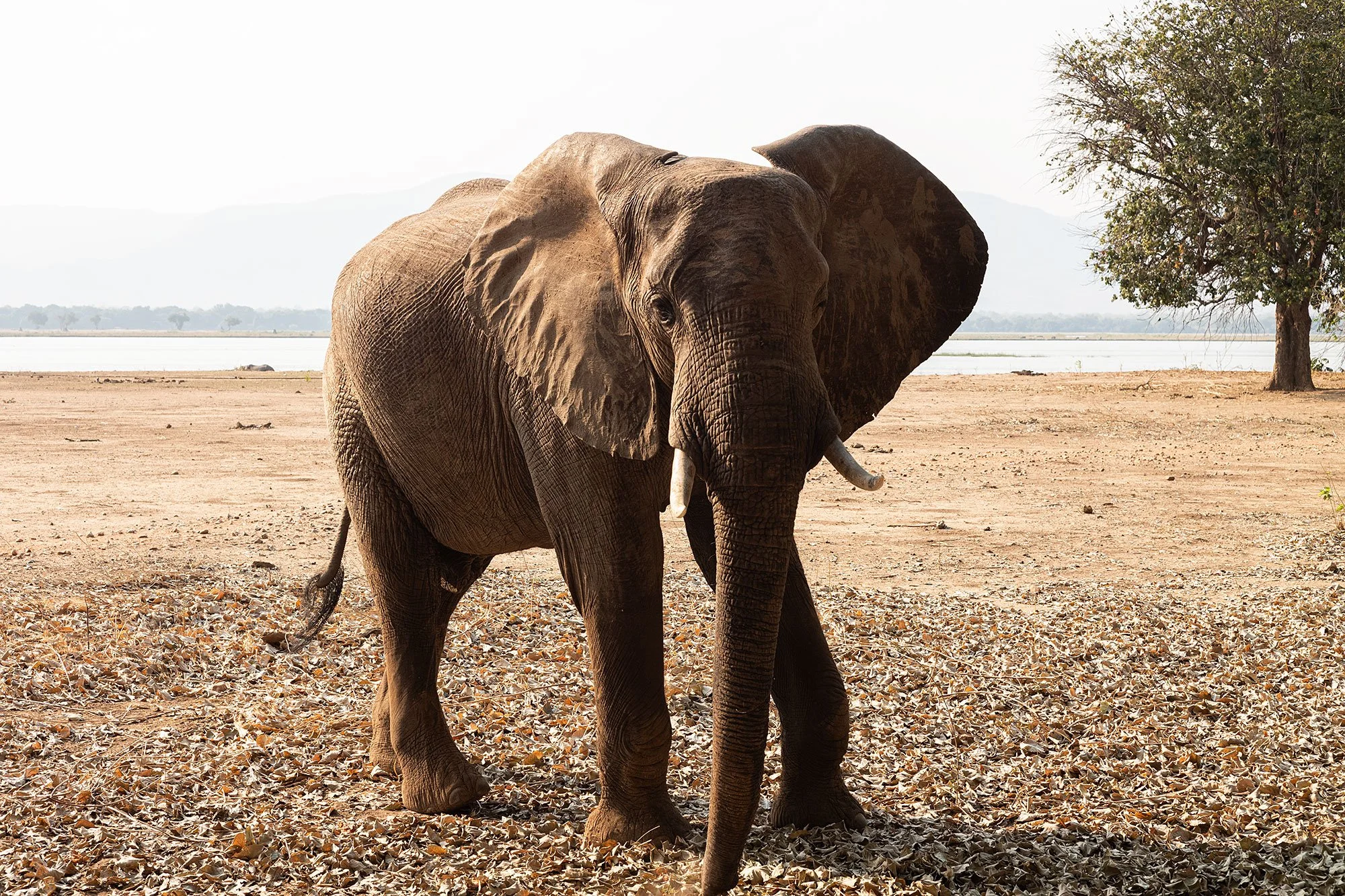 Elephants at Nyamatusi Camp. Mana Pools, Zimbabwe.