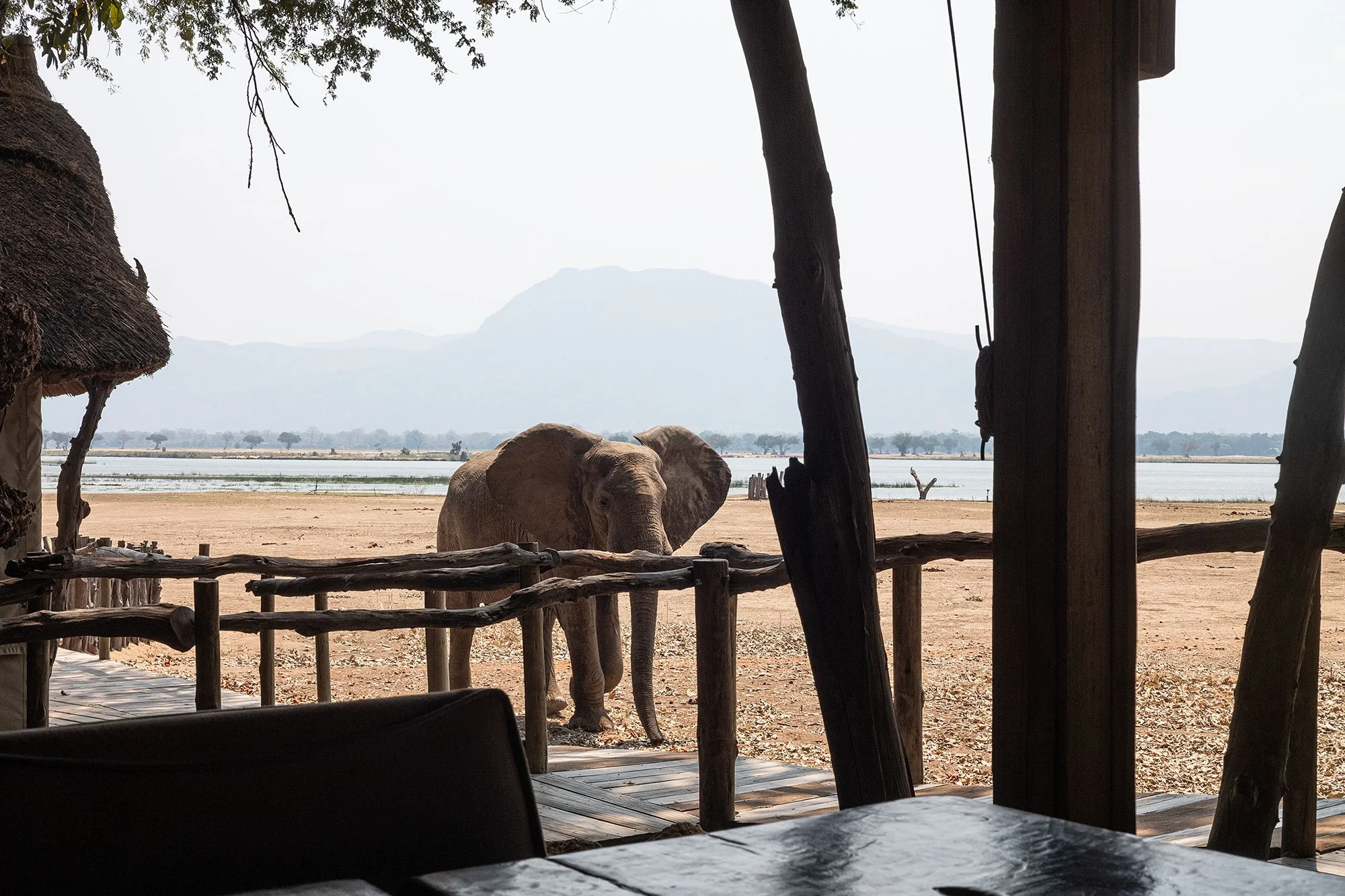 Elephants at Nyamatusi Camp. Mana Pools, Zimbabwe.