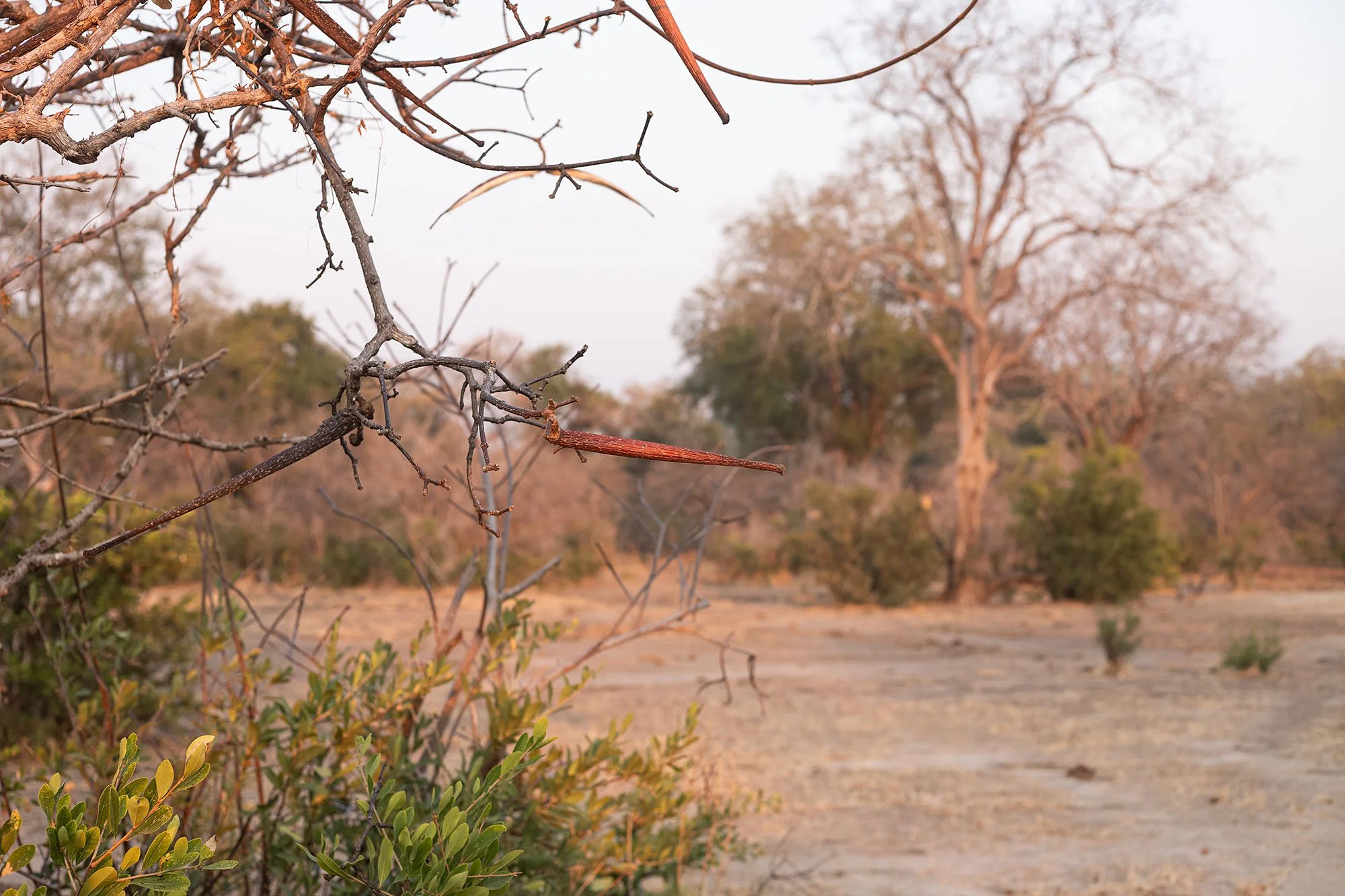Mana Pools, Zimbabwe.