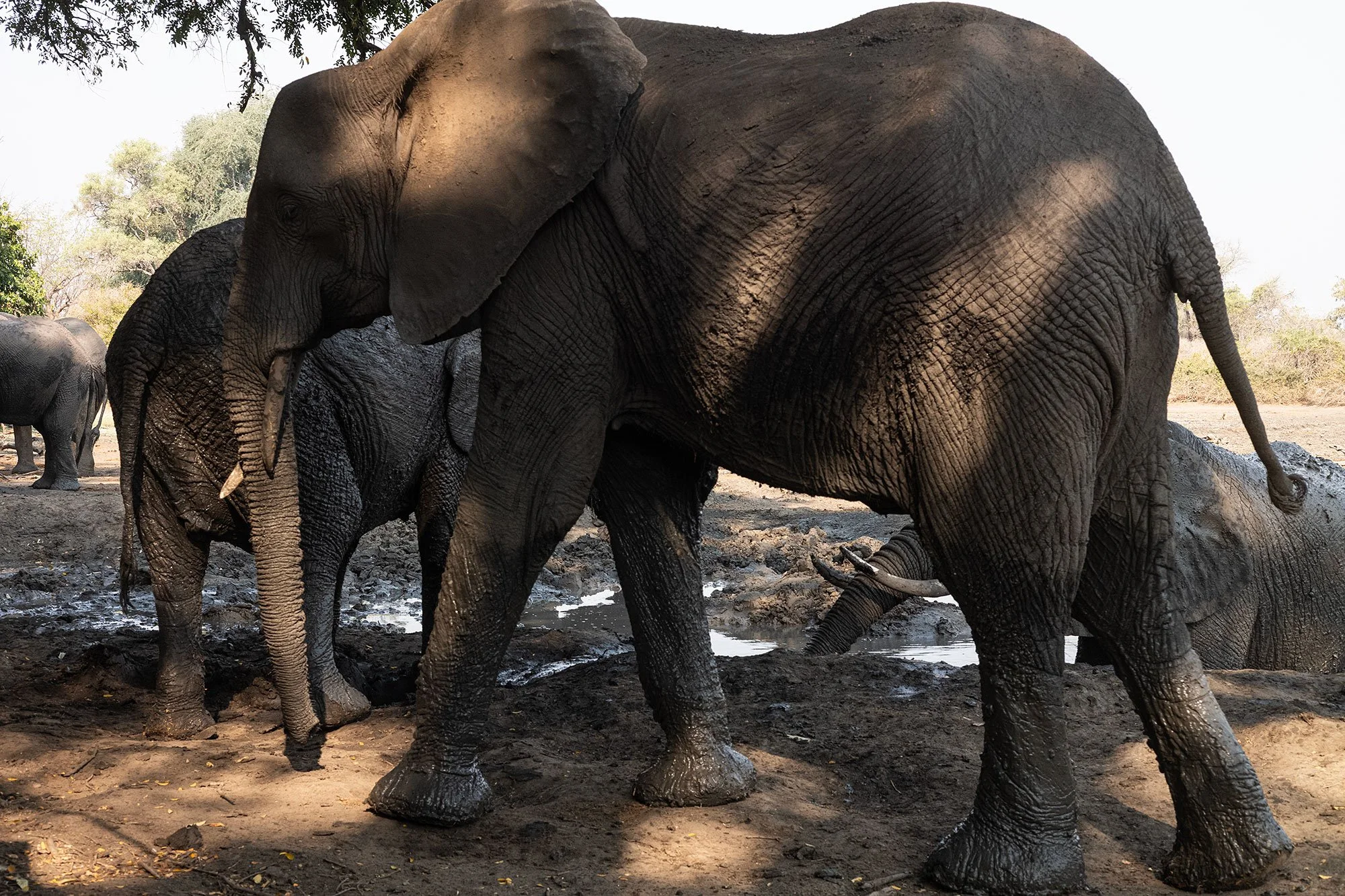 Elephants at Kanga Camp. Mana Pools, Zimbabwe.
