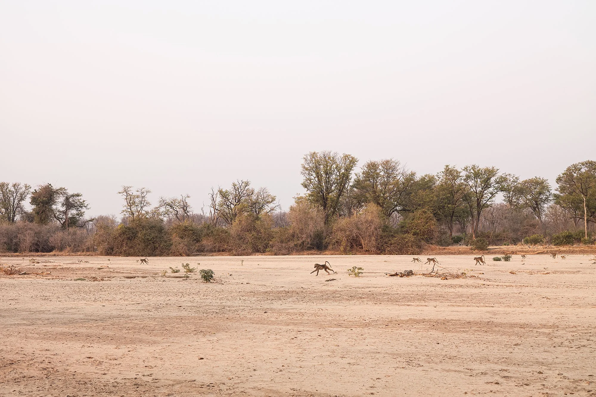 Mana Pools, Zimbabwe.