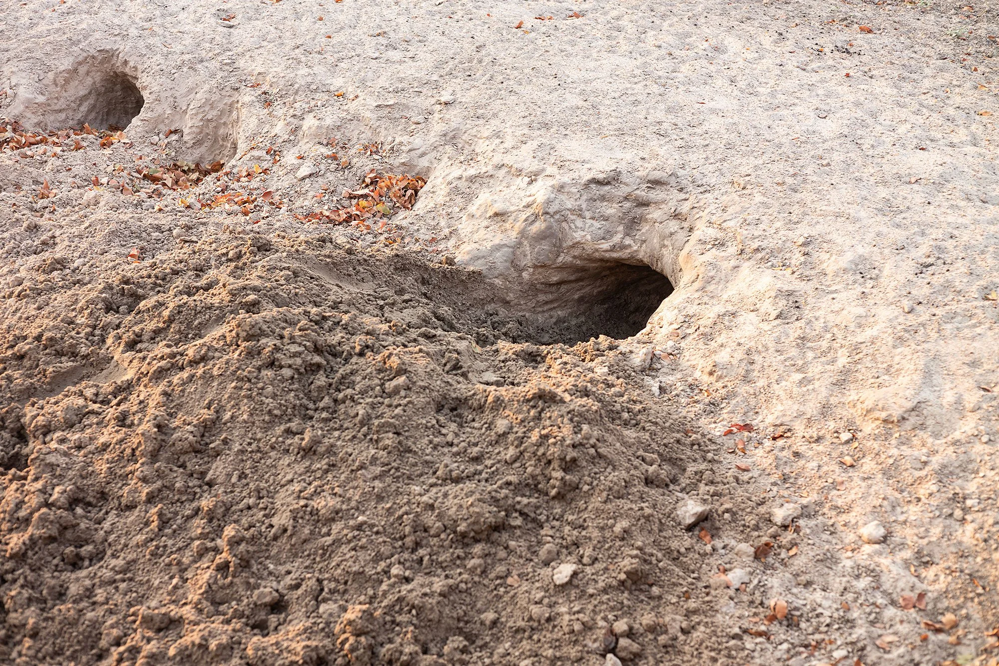 Mana Pools, Zimbabawe.