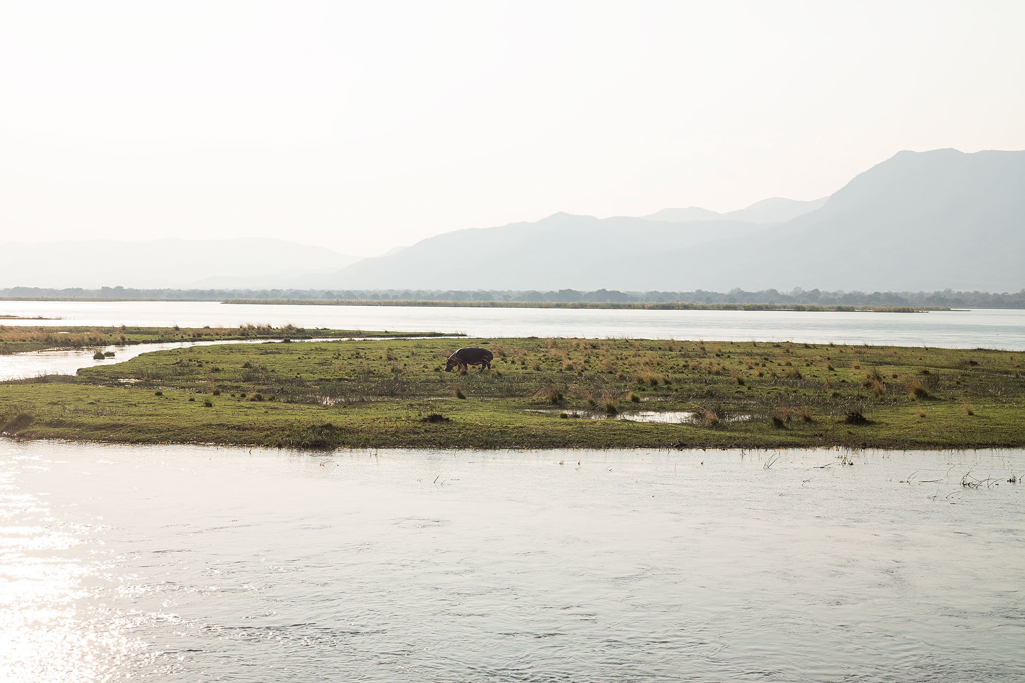 Hippo. Mana Pools, Zimbabwe.