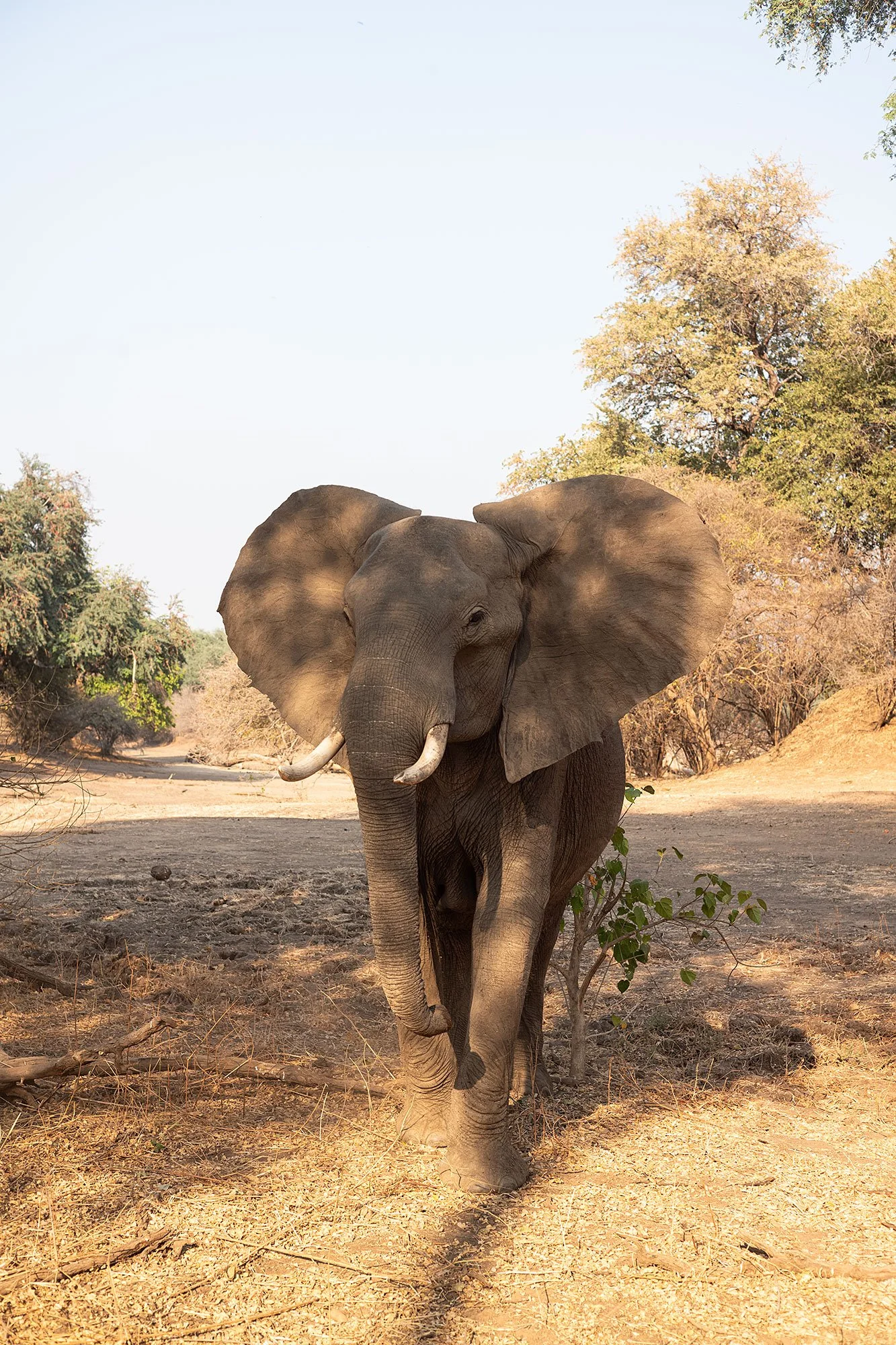 2025-09-12-01-mana-pools-L1000133.jpg