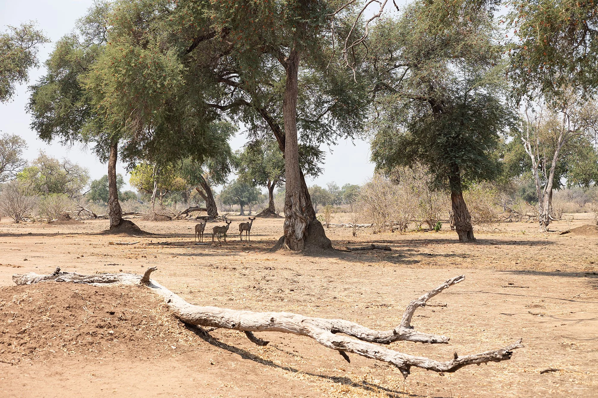 Impala. Mana Pools, Zimbabwe.