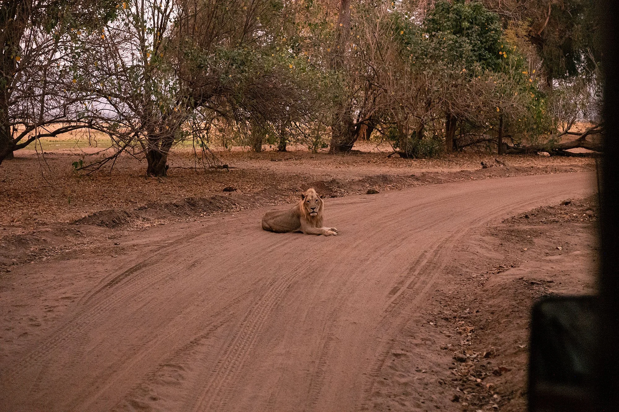Lions at dusk. Mana Pools, Zimbabwe.