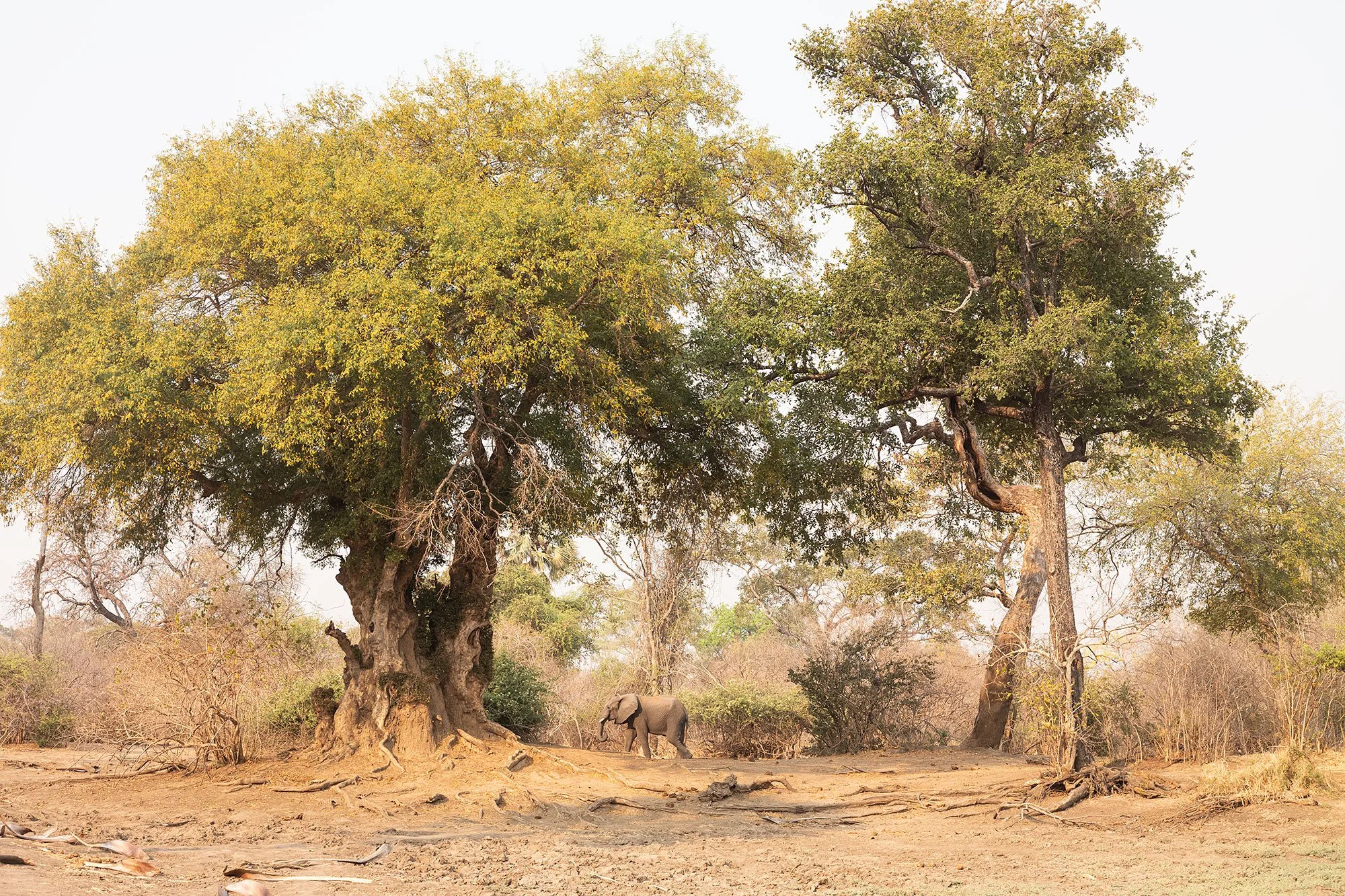 Mana Pools, Zimbabwe.