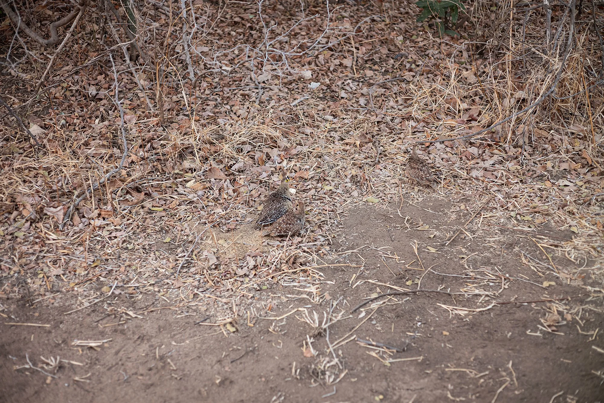 Mana Pools morning, Zimbabwe.