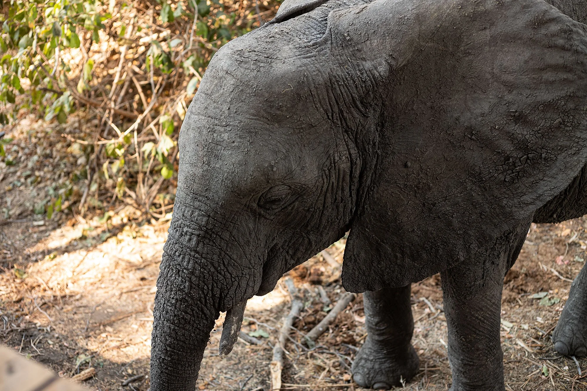 Elephants at Kanga Camp. Mana Pools, Zimbabwe.