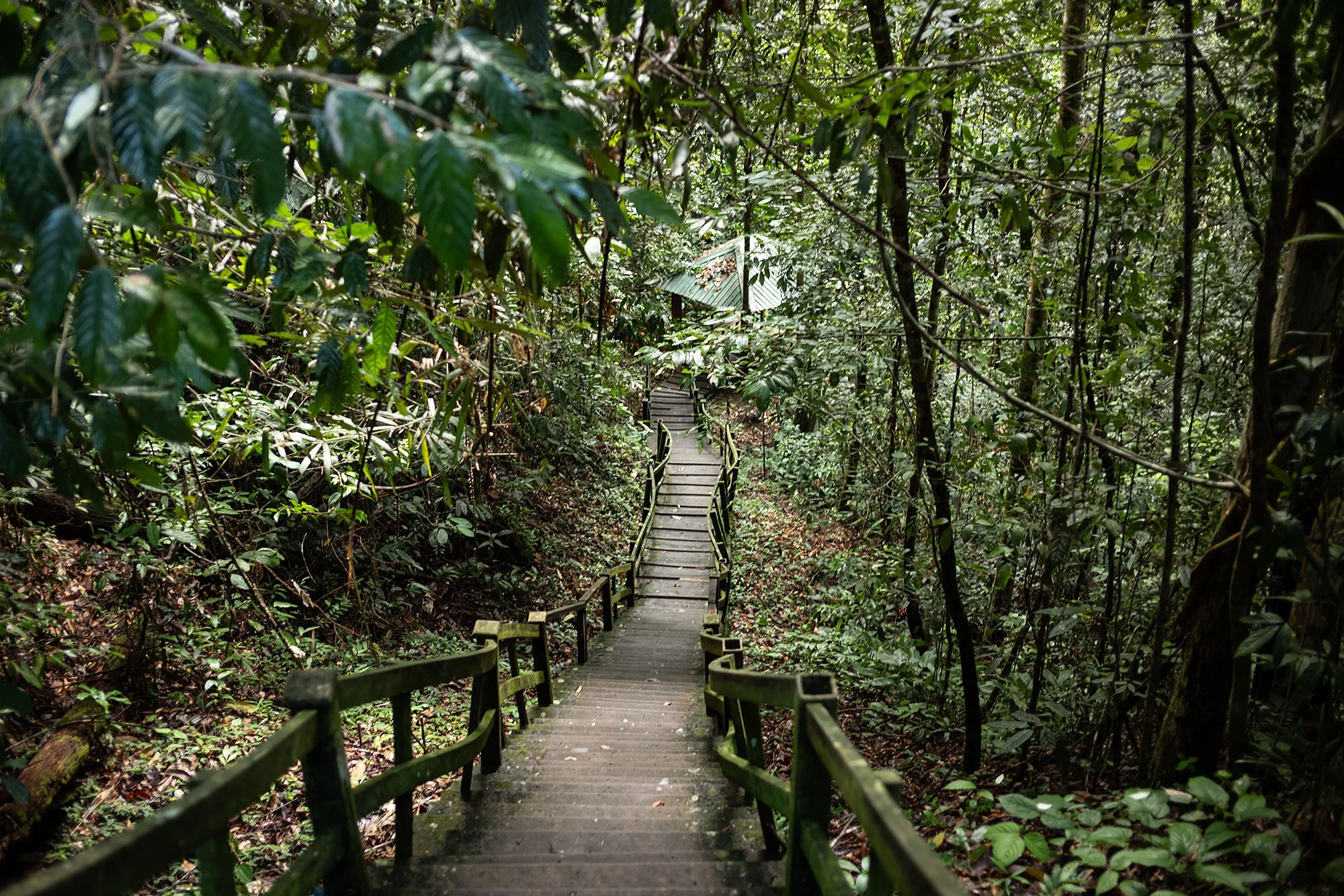 Ulu Temburong National Park, Brunei.