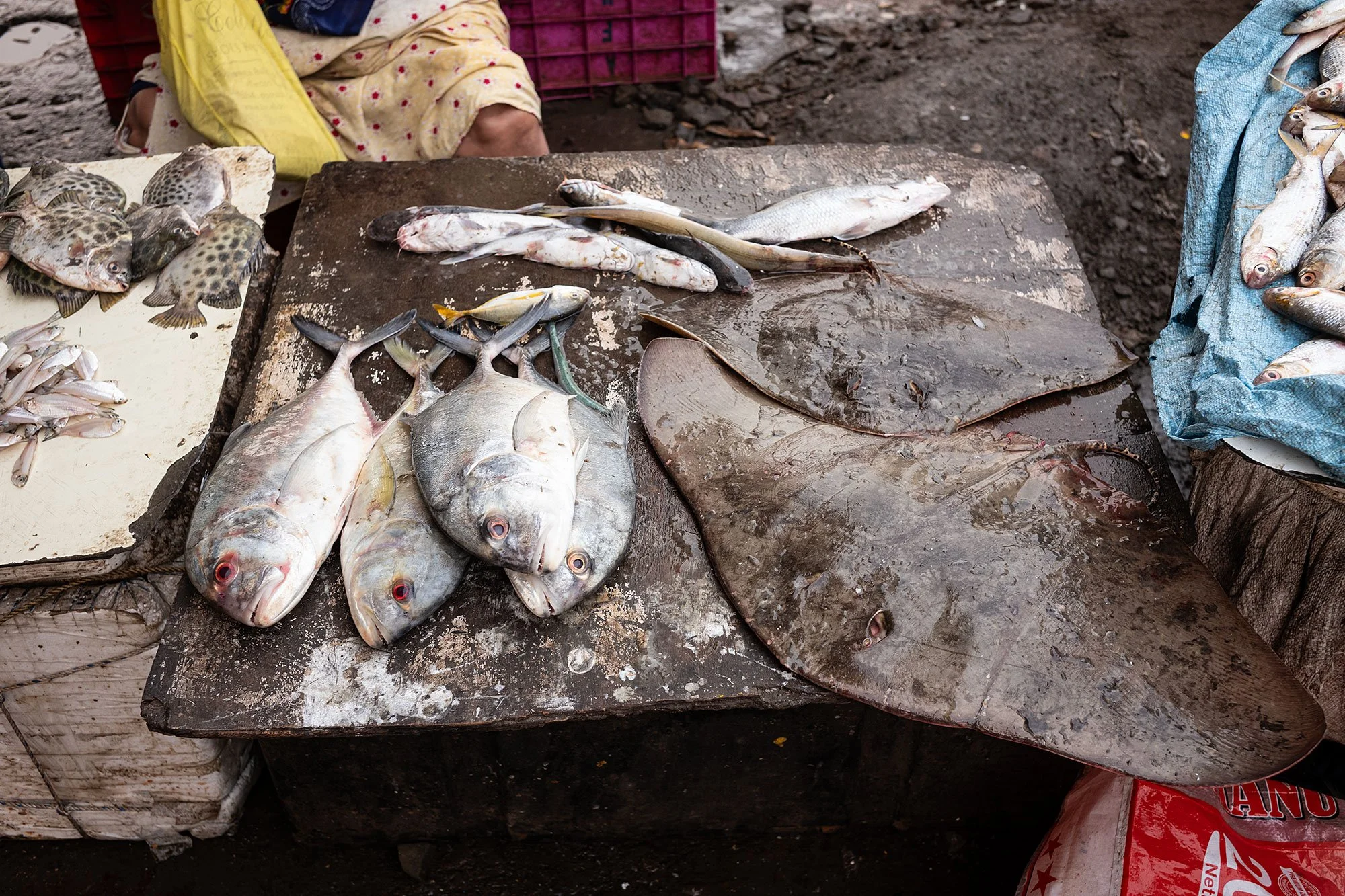 Sassoon Dock jetty fish market. Mumbai, India.