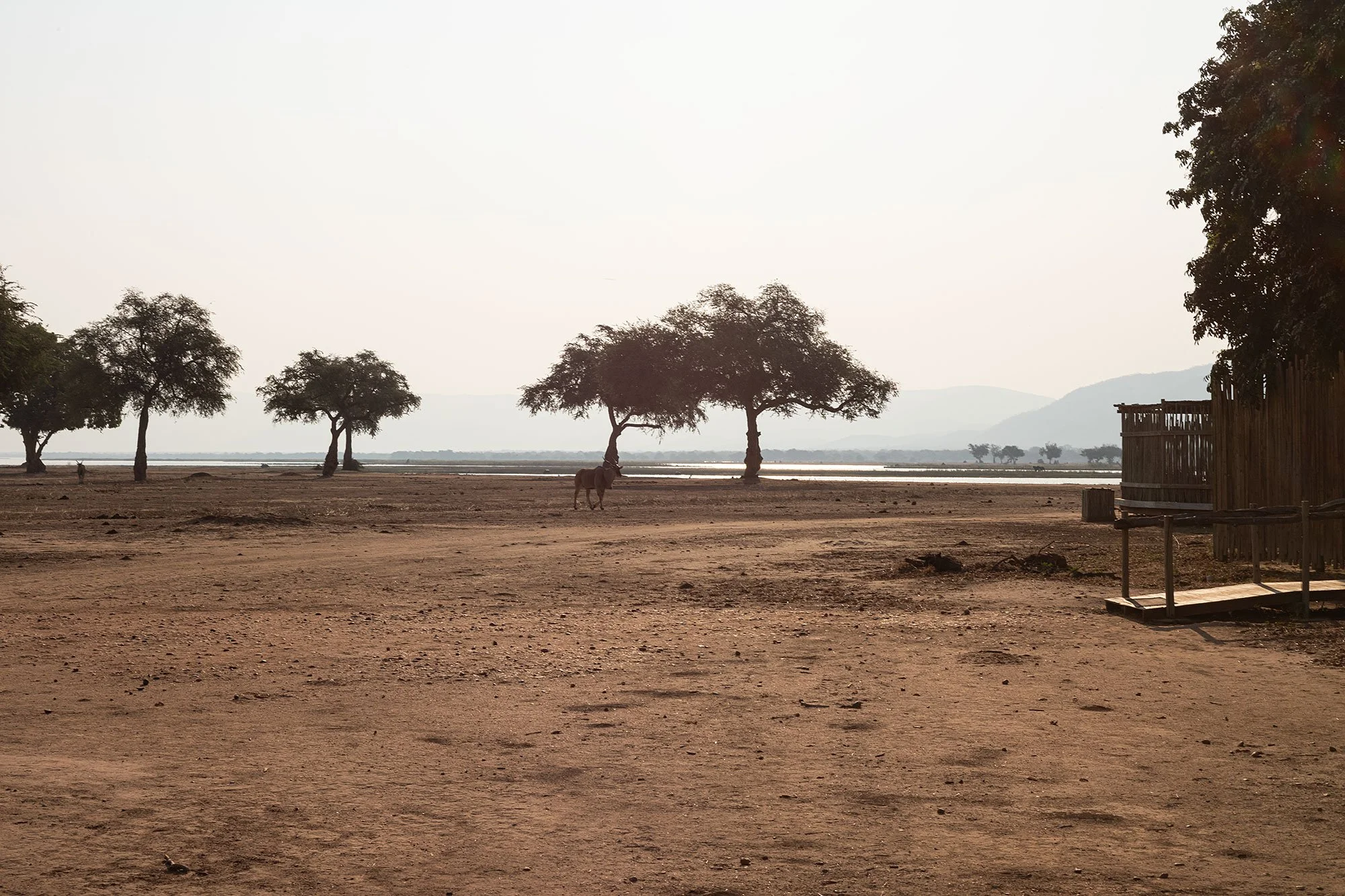 Nyamatusi Camp. Mana Pools, Zimbabwe.