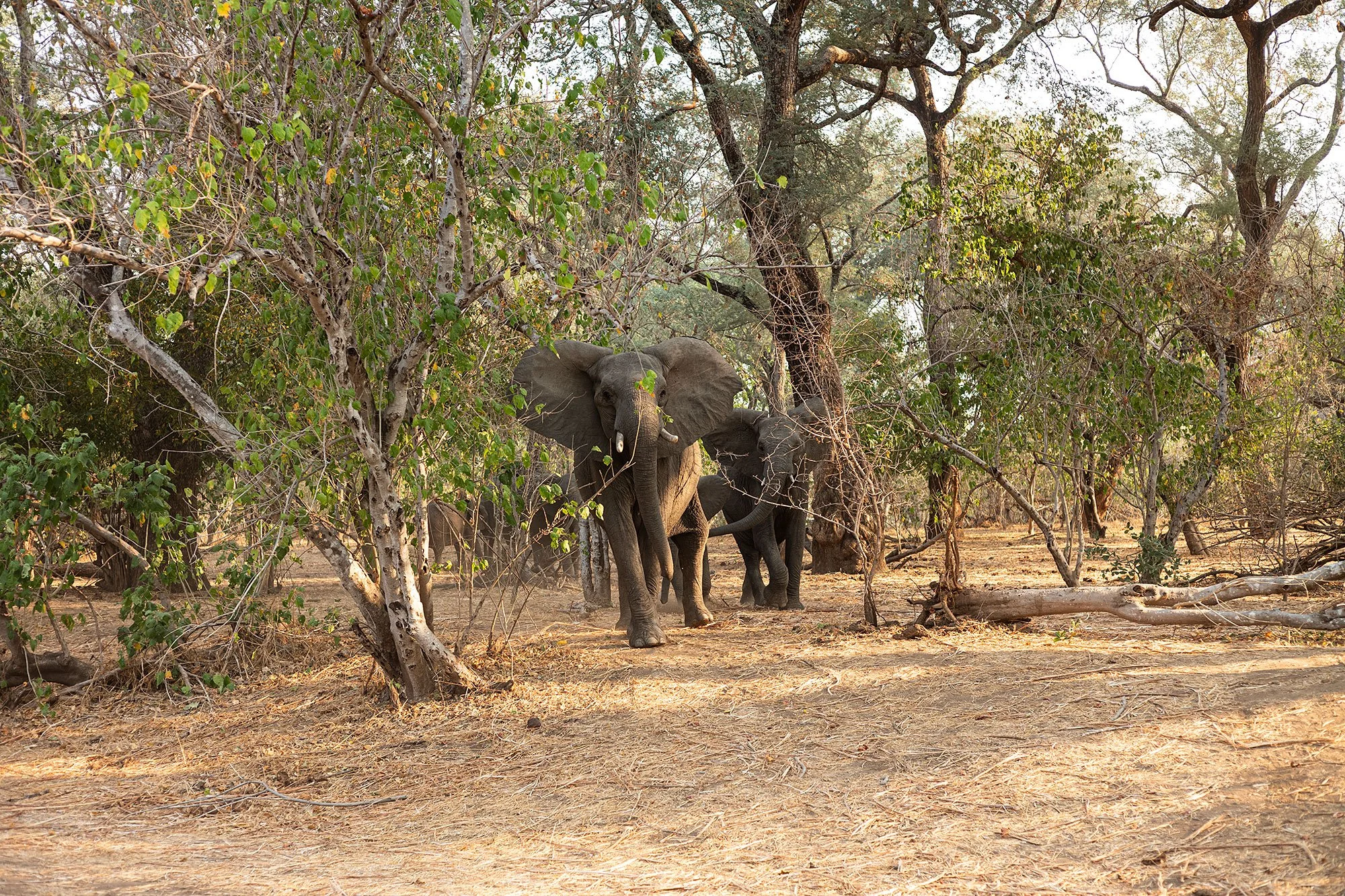 Mana Pools, Zimbabwe.