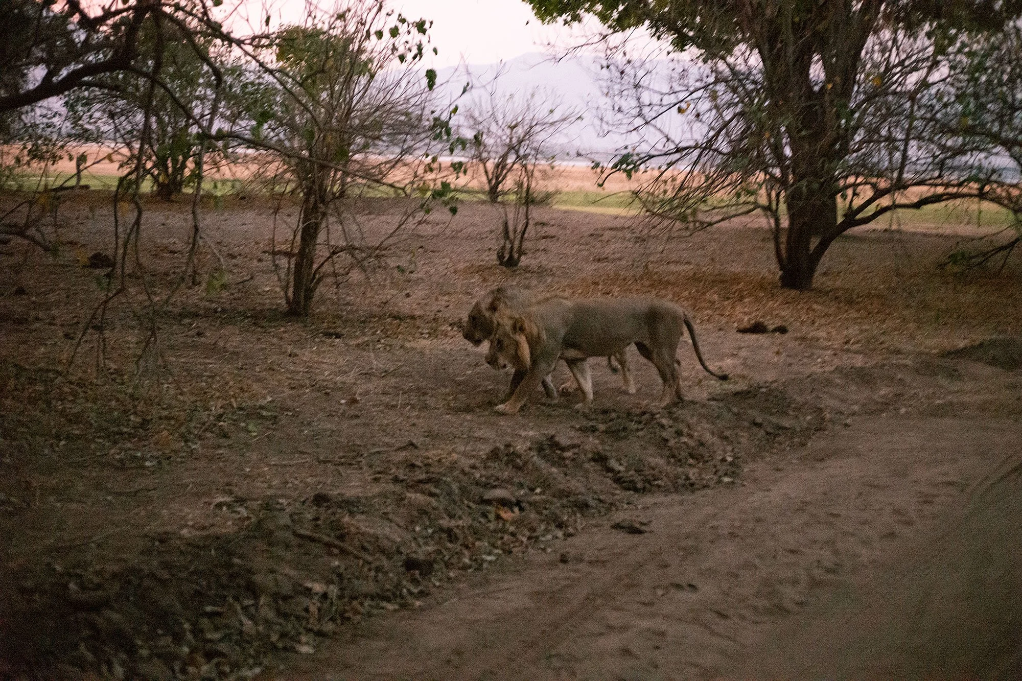 Lions at dusk. Mana Pools, Zimbabwe.