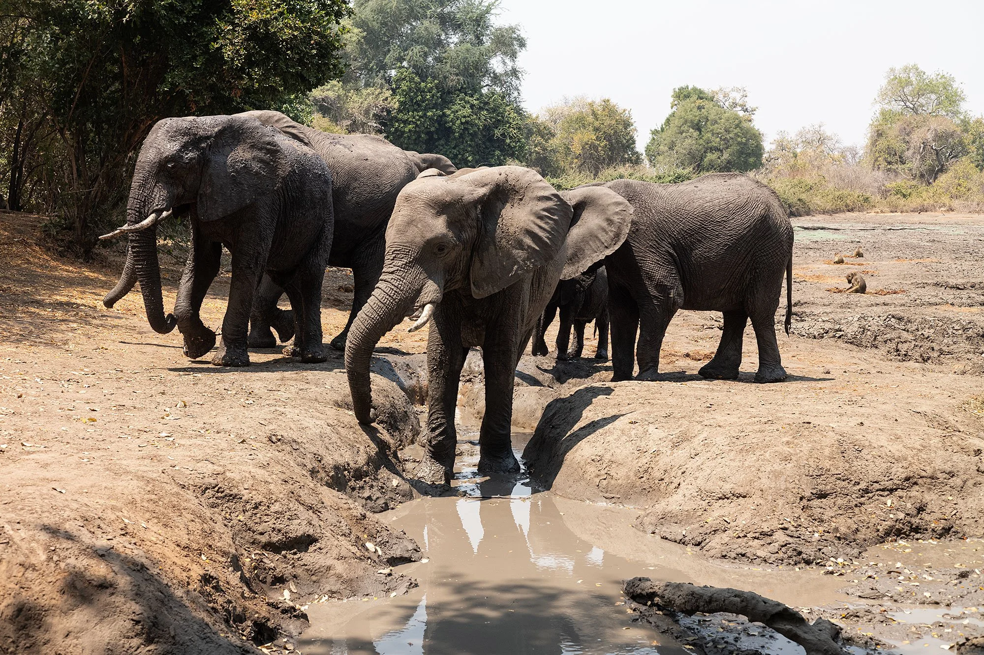 Elephants. Kanga Camp. Mana Pools, Zimbabwe.