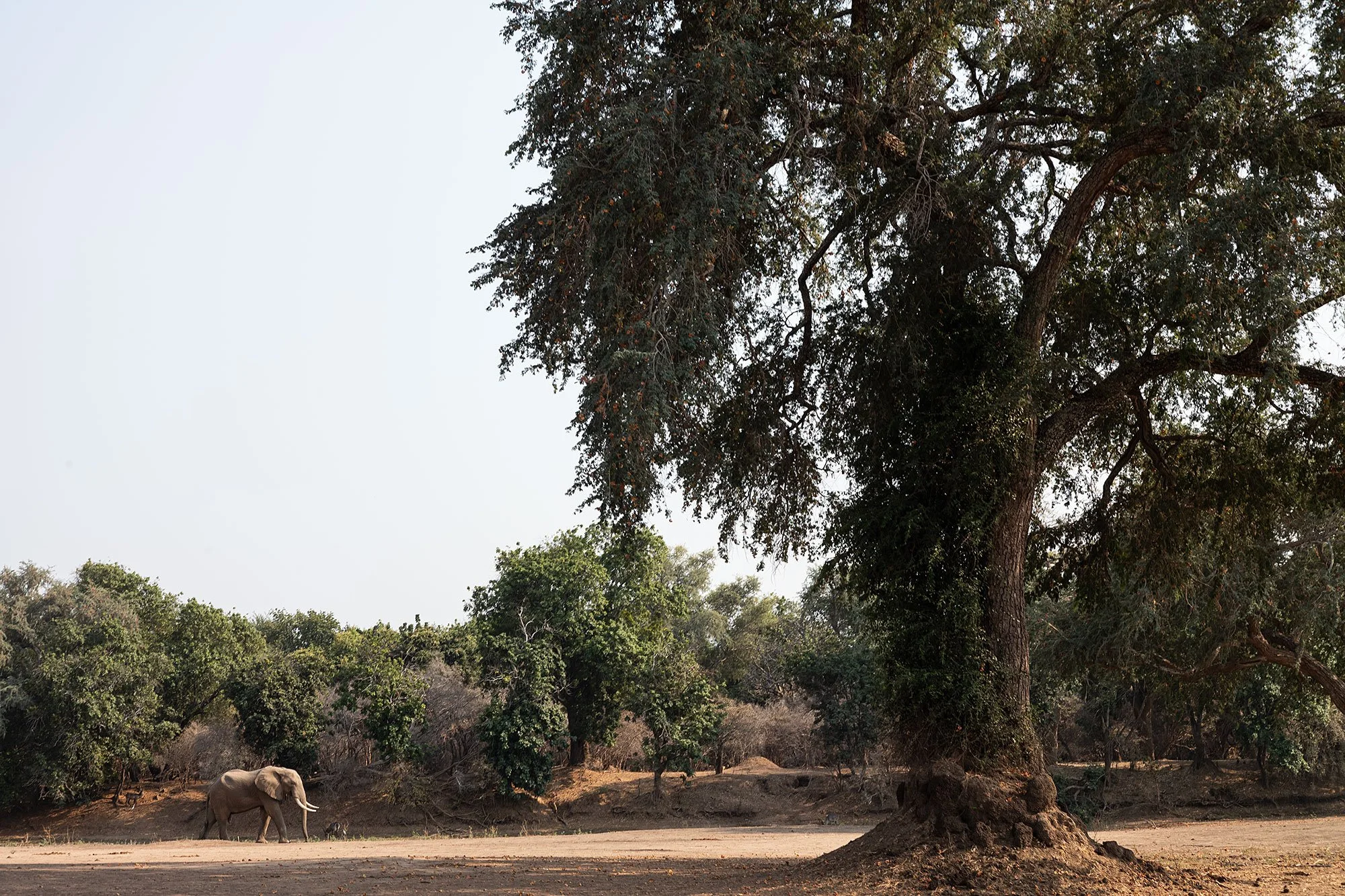 Elephants. Mana Pools, Zimbabwe.
