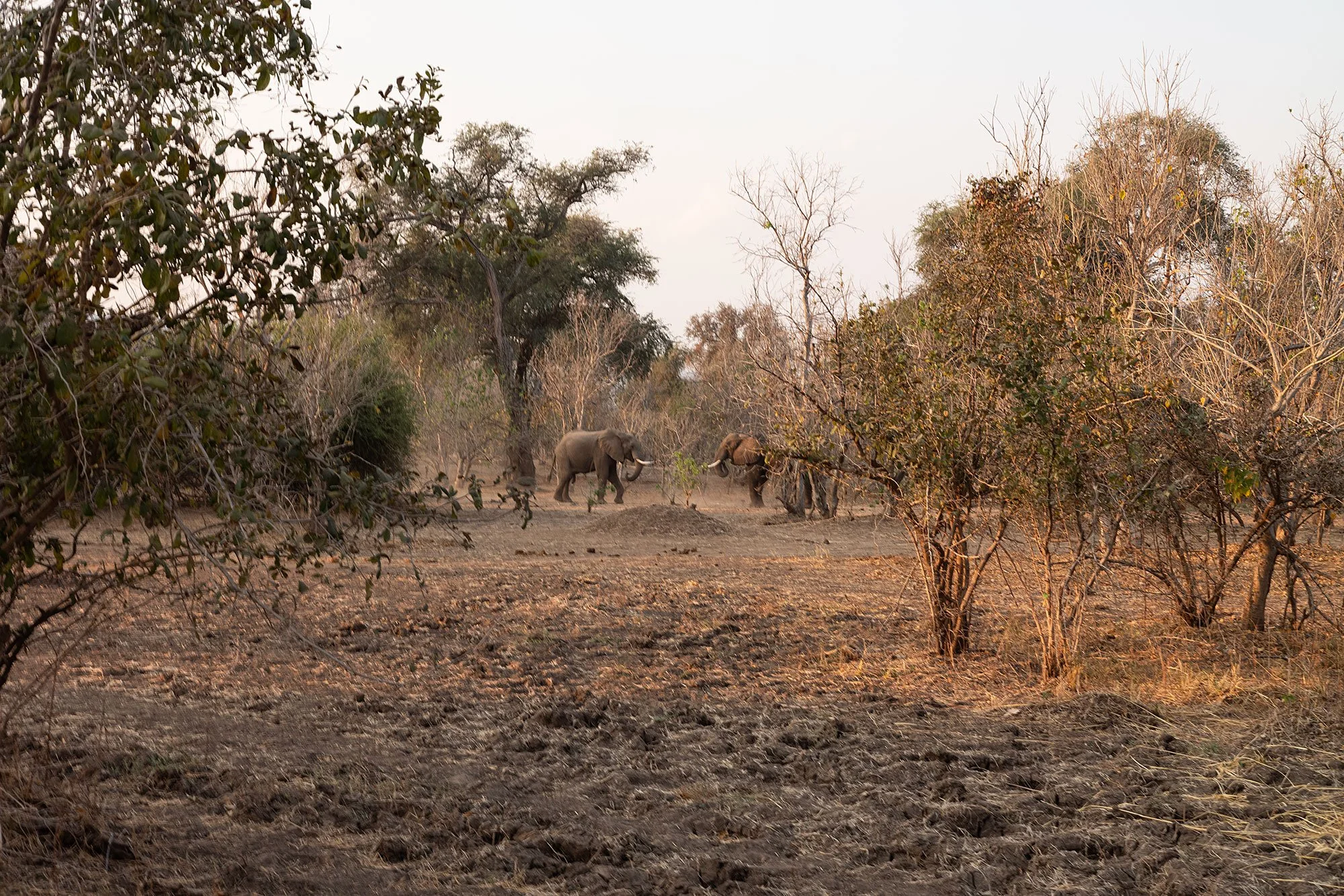 Elephants. Mana Pools, Zimbabwe.