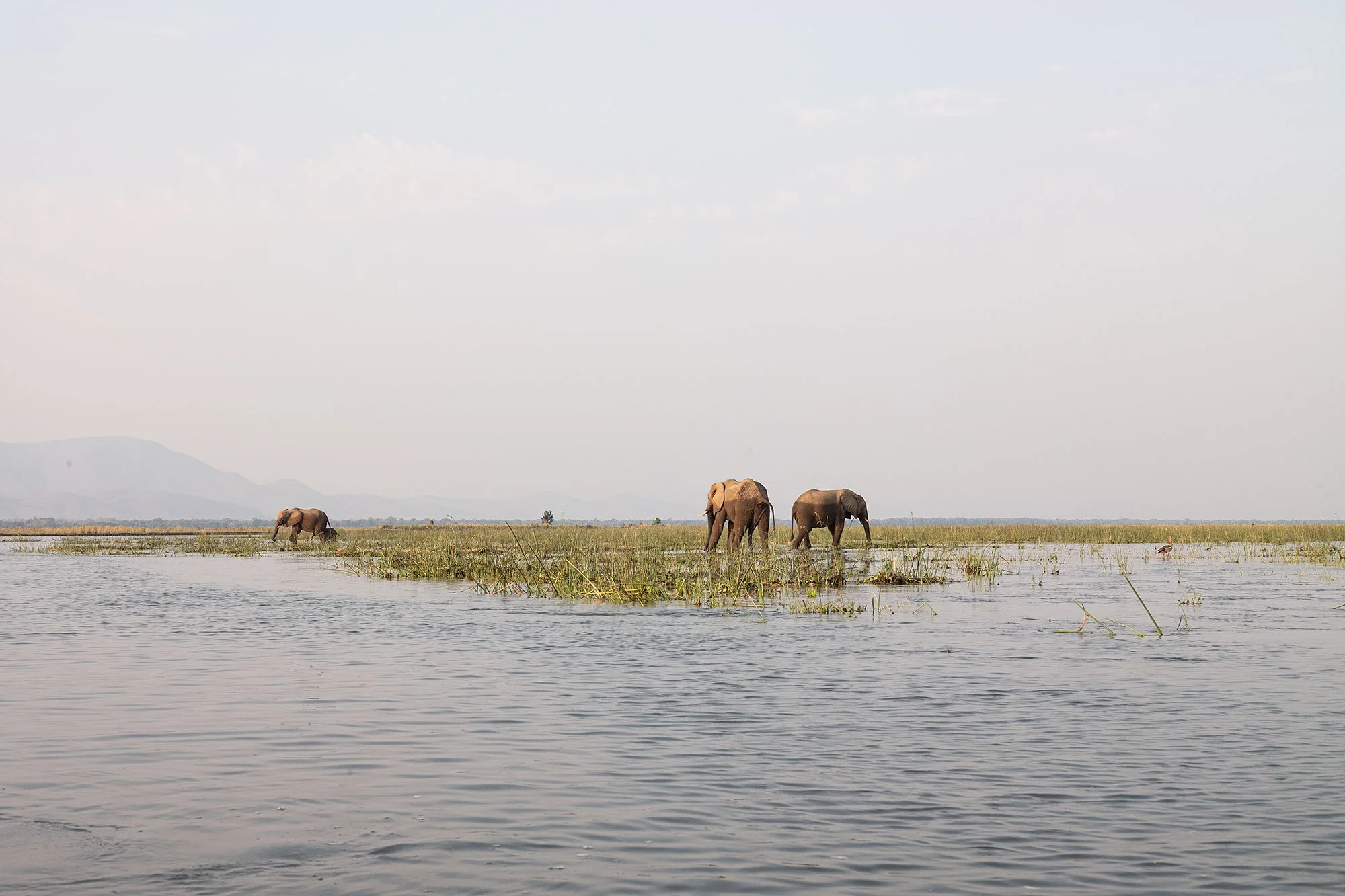 Canoeing on the Zambezi River. Mana Pools, Zimbabwe.