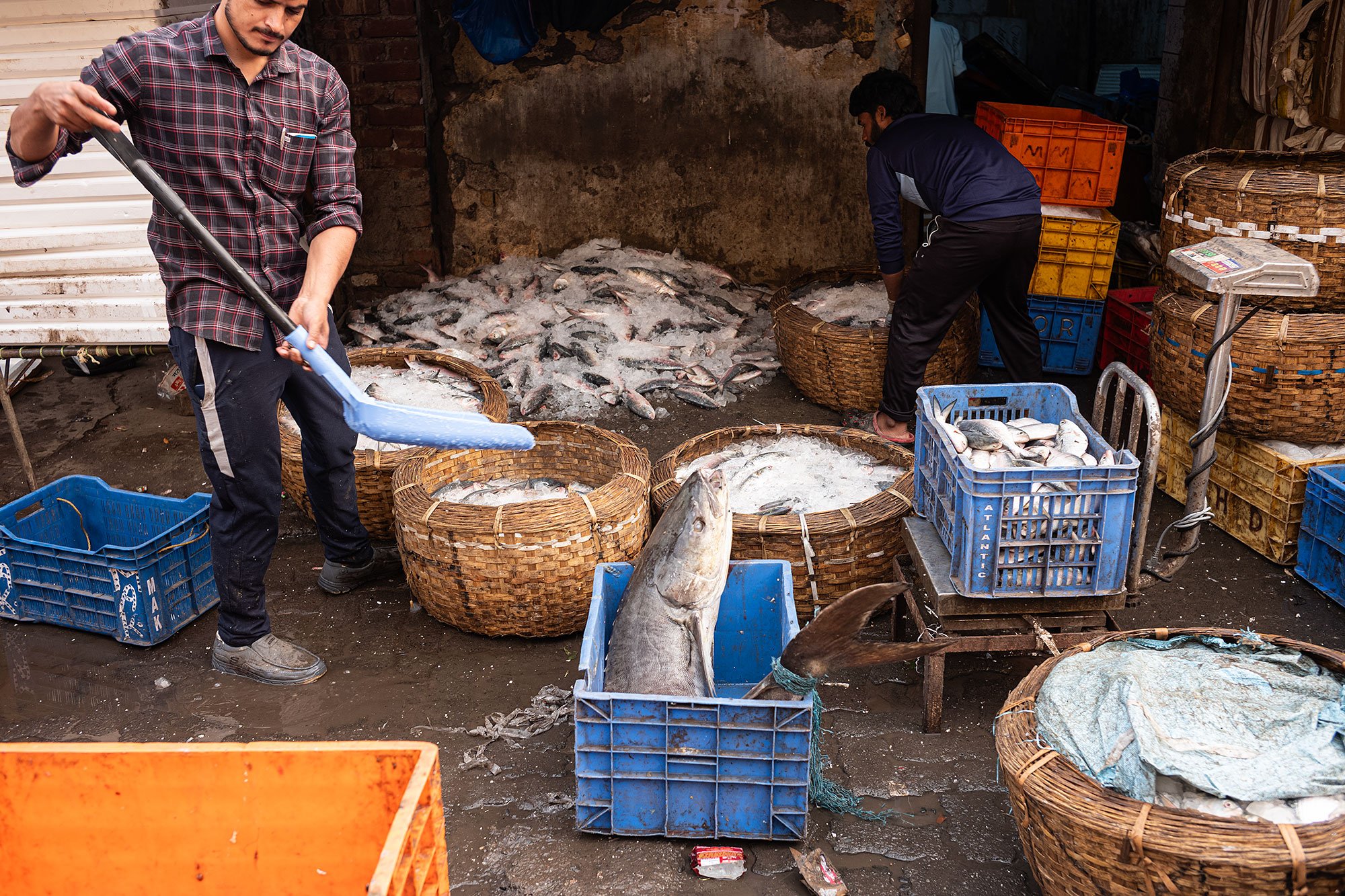 Sassoon Dock fish market. Mumbai, India.