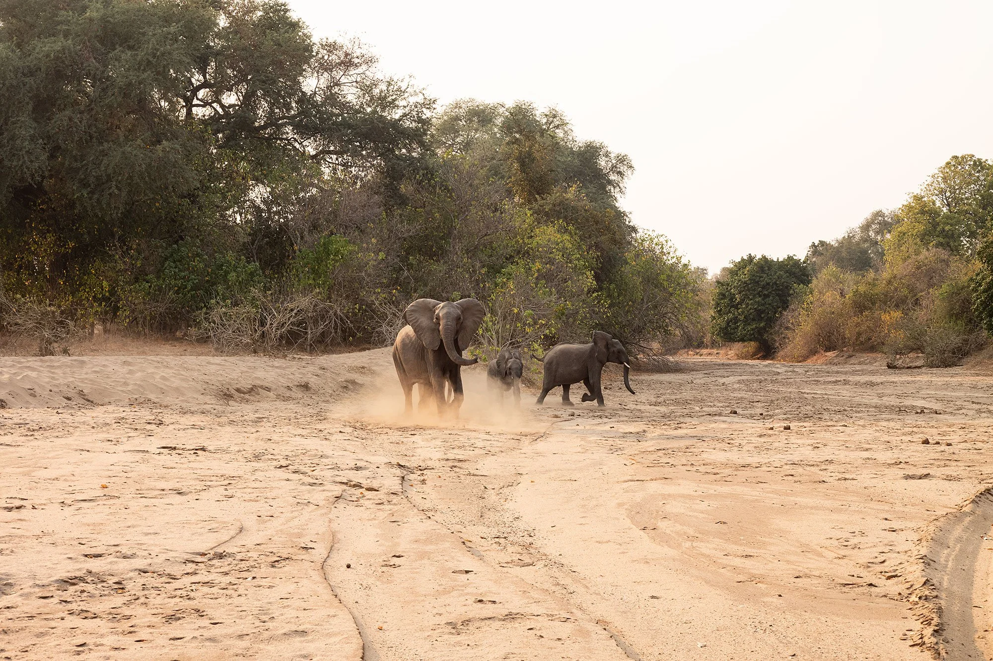 Mana Pools, Zimbabwe.
