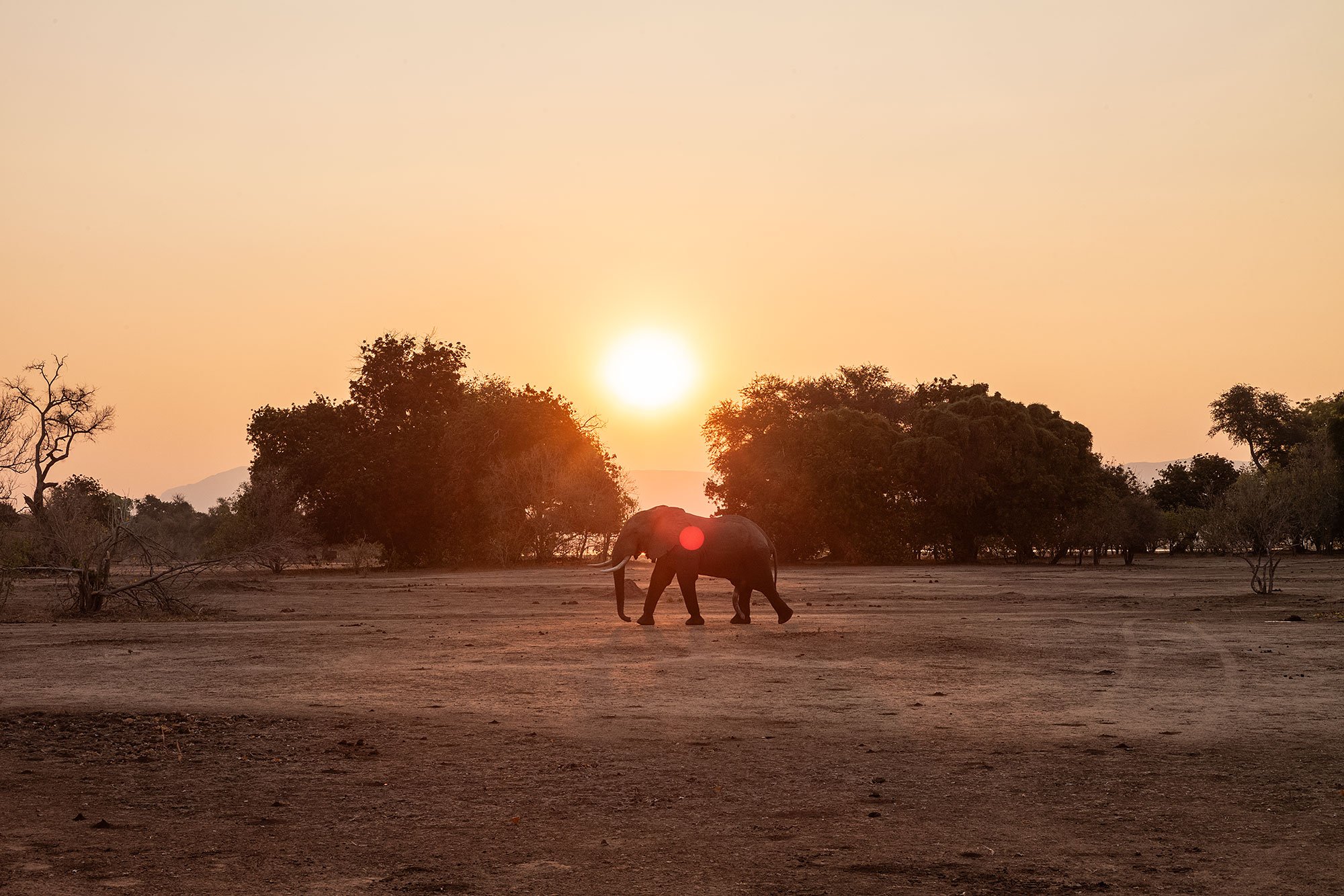 Sunset Elephants. Mana Pools, Zimbabwe.