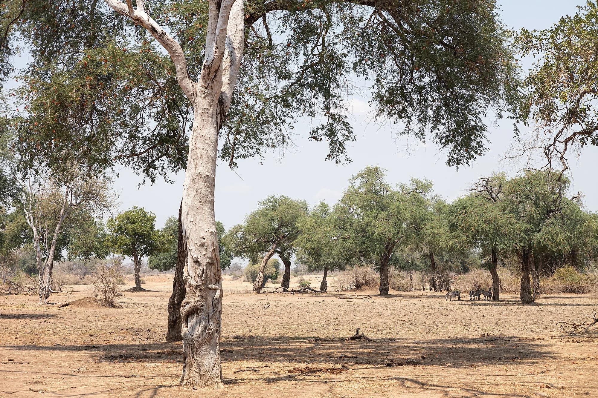 Zebra, Mana Pools, Zimbabwe.