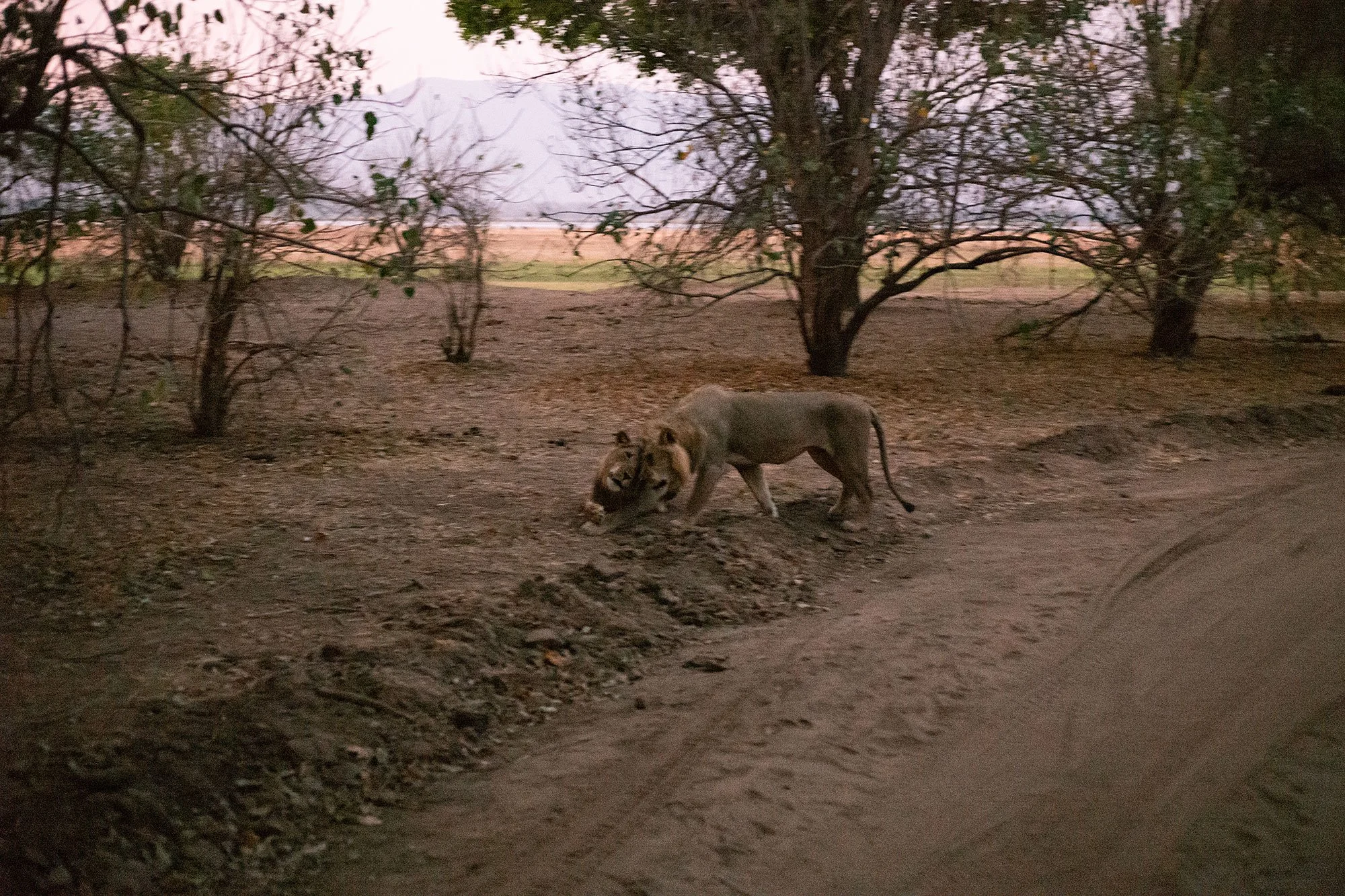 Lions at dusk. Mana Pools, Zimbabwe.